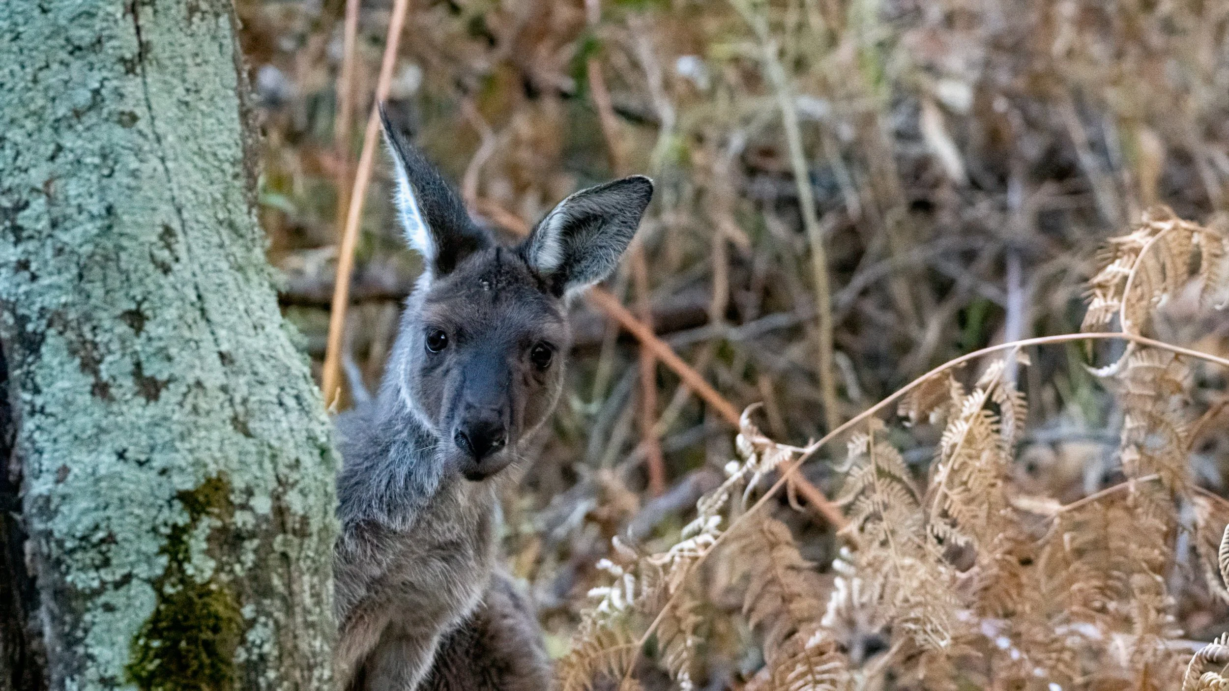 Western Grey Kangaroo, Mt Lofty National Park, SA. March 2025.