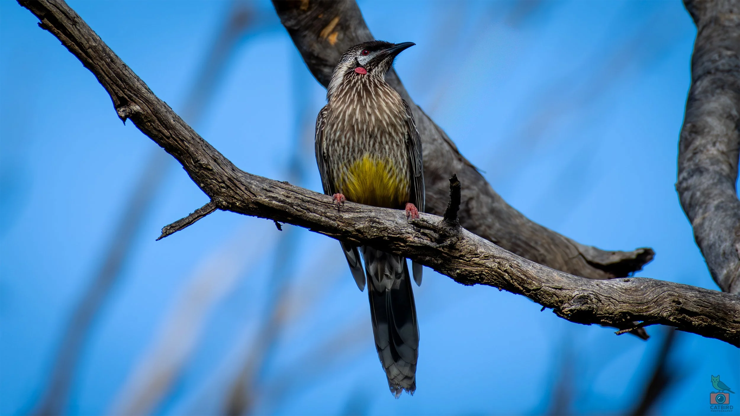 Red Wattlebird, Belair National Park, SA, Australia. July 2025.