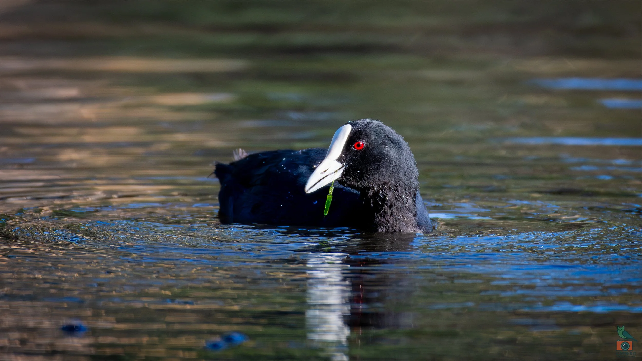 Coot, Belair National Park, SA, Australia. February 2026.