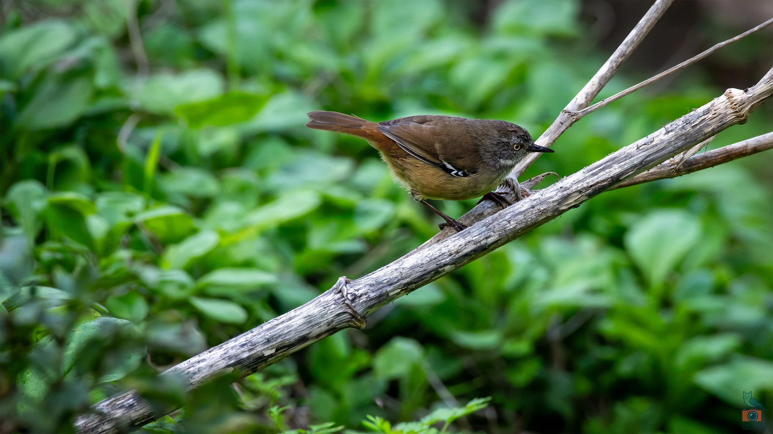 White Browed Scrub Wren, Tower Hill, VIC, Australia. April 2026.