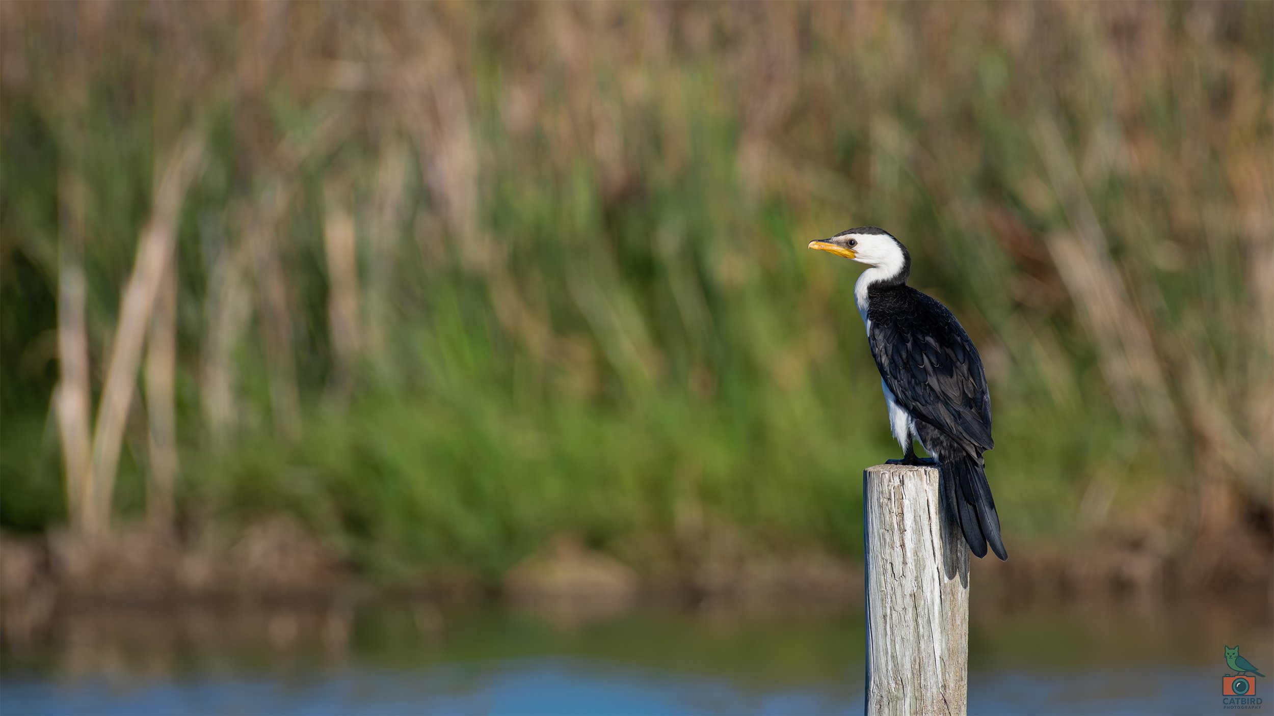 Little Pied Cormorant, Greenfields Wetlands, SA, Australia. March 2026.