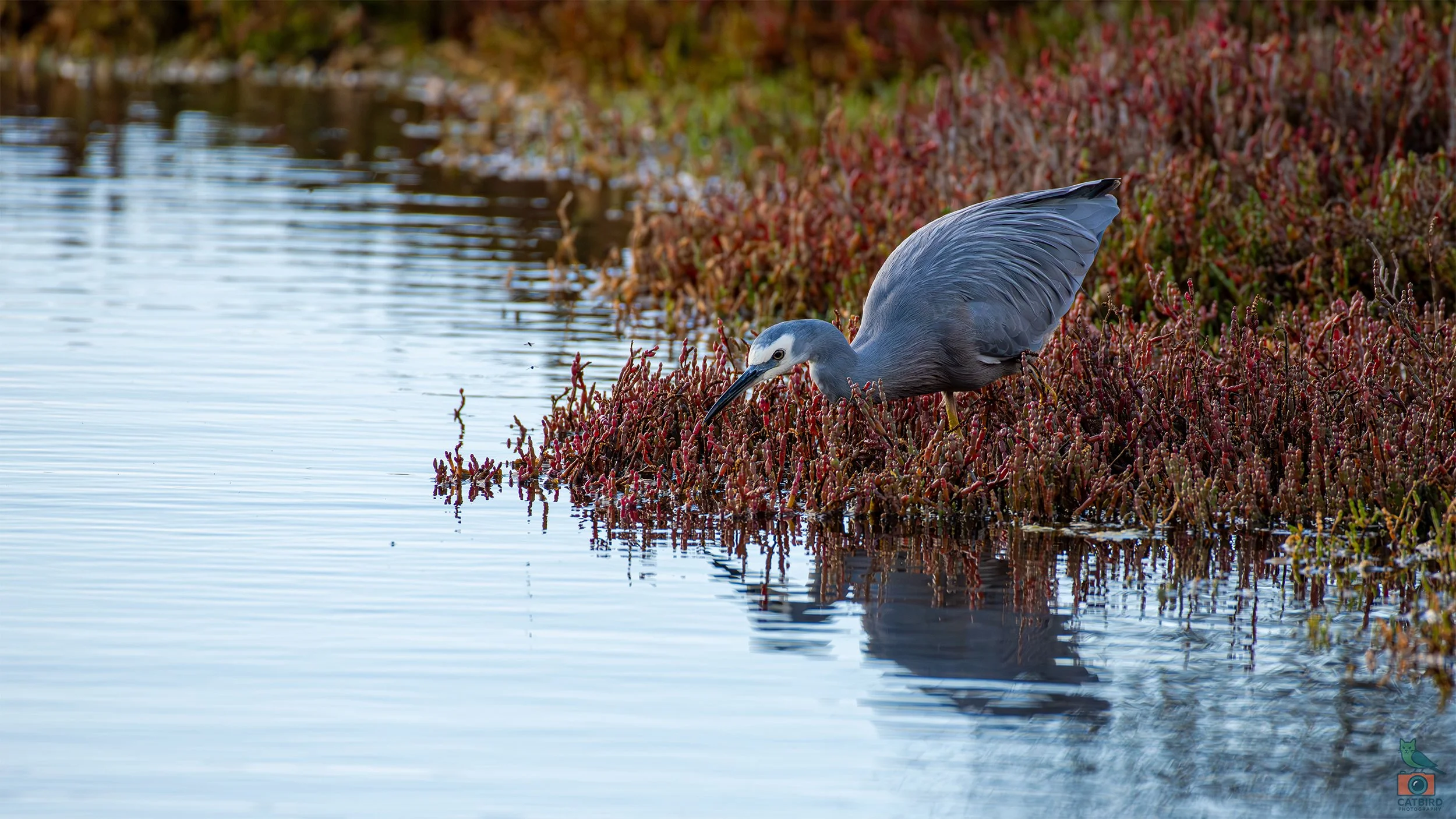 White Faced Heron, Port Fairy, VIC, Australia. May 2026.