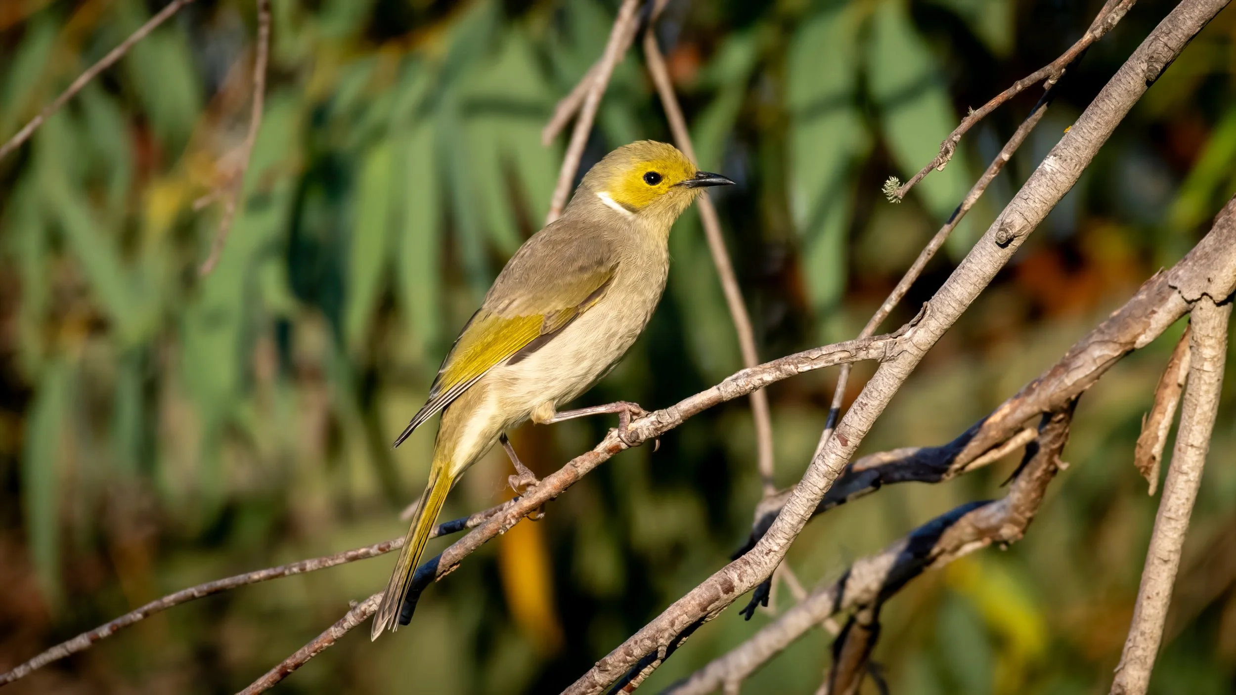 White Plumed Honeyeater, Tenterfield, NSW. April 2025