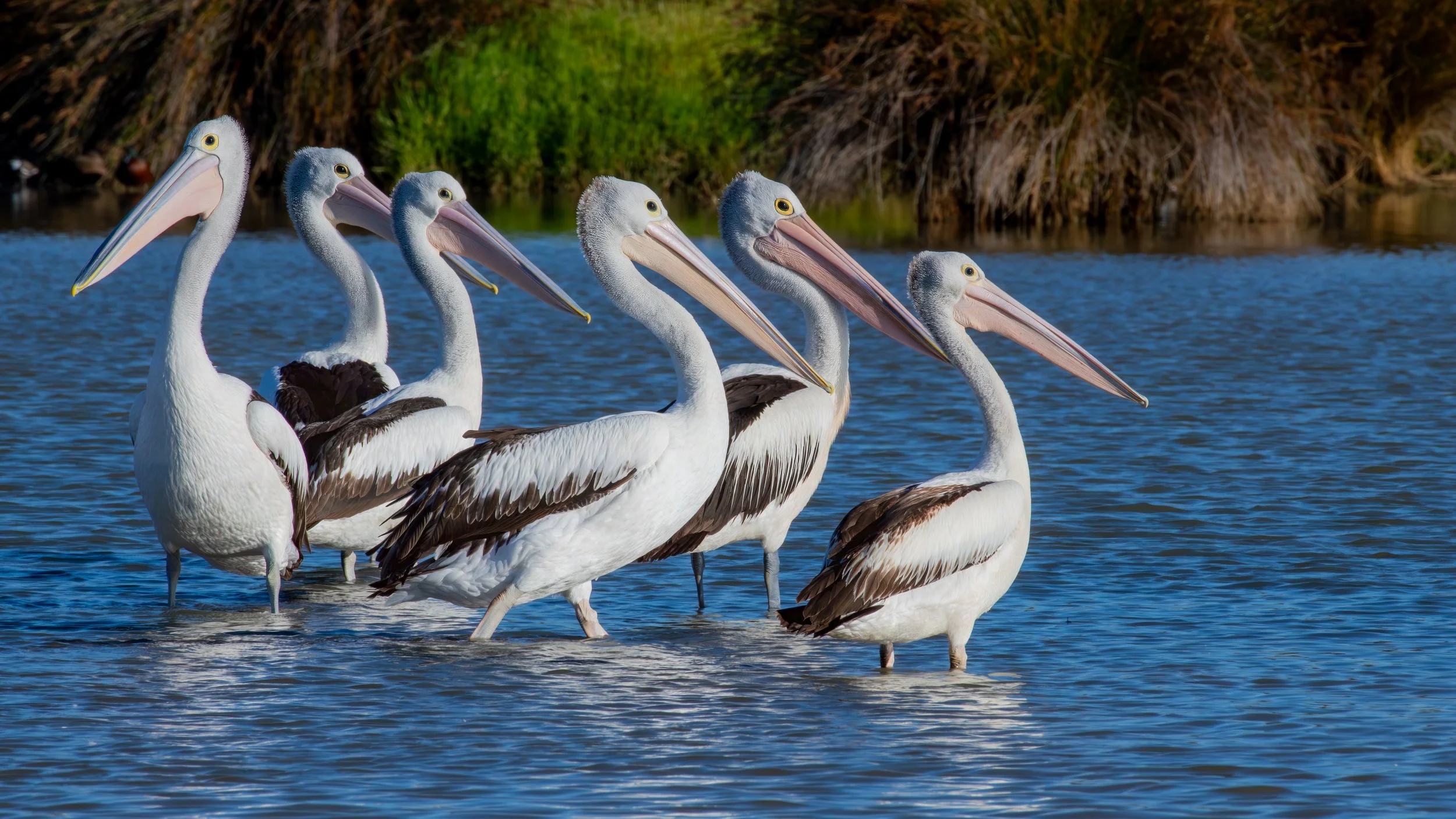 Pelicans, Greenfields Wetlands, SA, Australia. March 2025