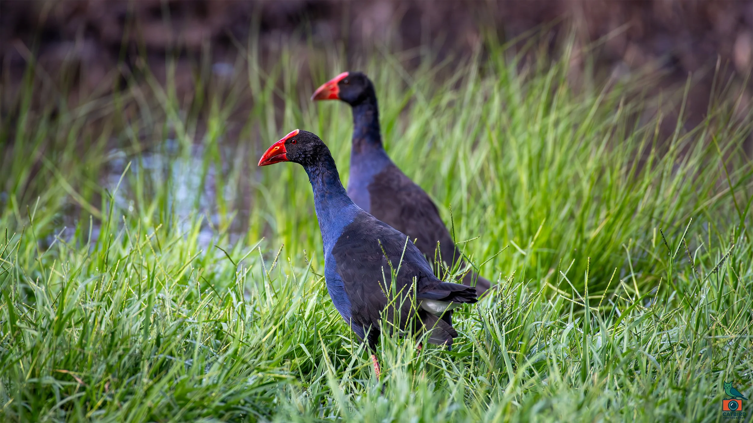 Swamp Hen, Laratinga Wetlands, SA, Australia. February 2026.