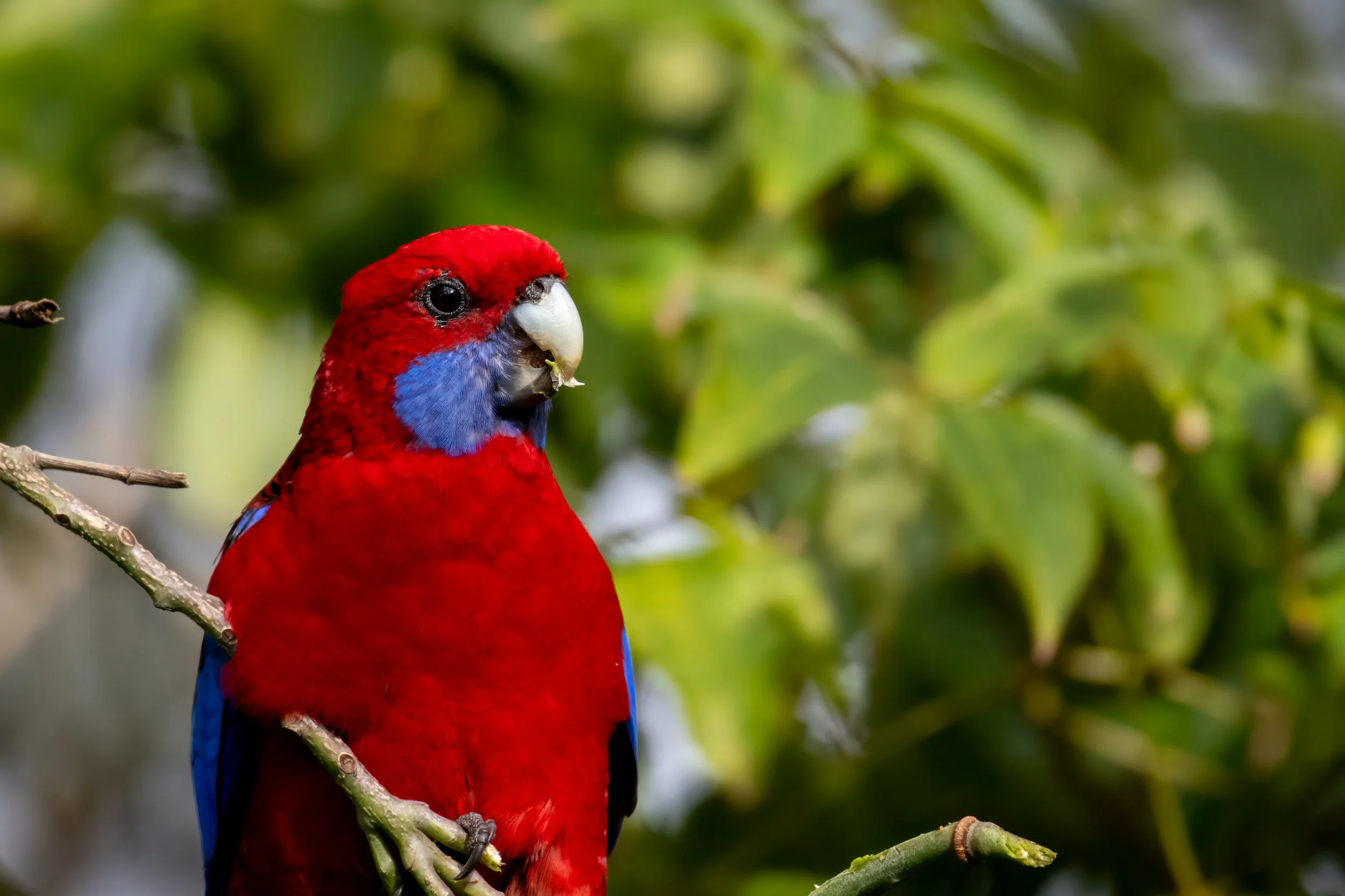 Crimson Rosella, Wollongong, NSW, Australia. April 2025.
