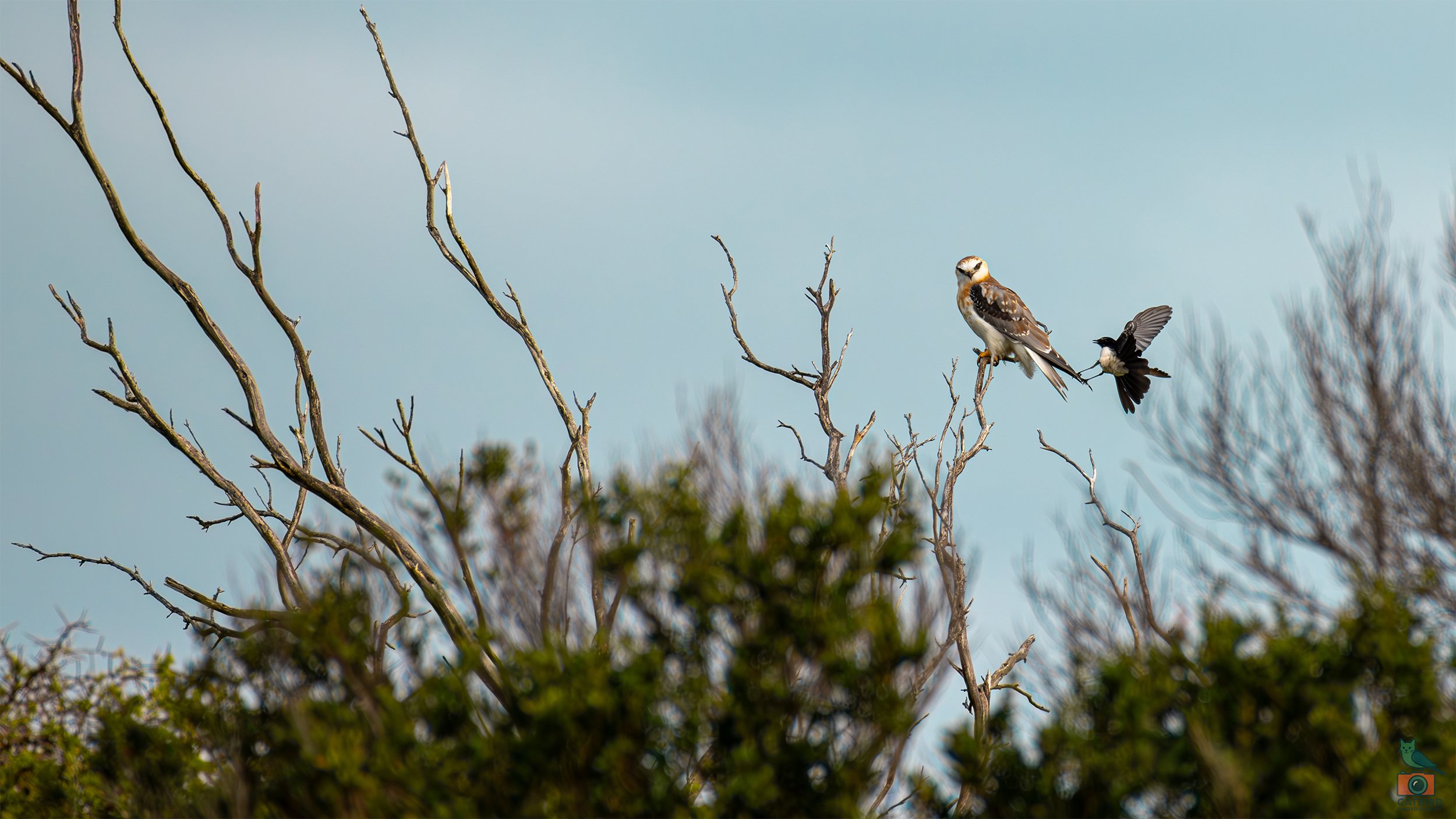 Black Shouldered Kite & Willie Wagtail, Port Fairy, VIC, Australia. May 2026.