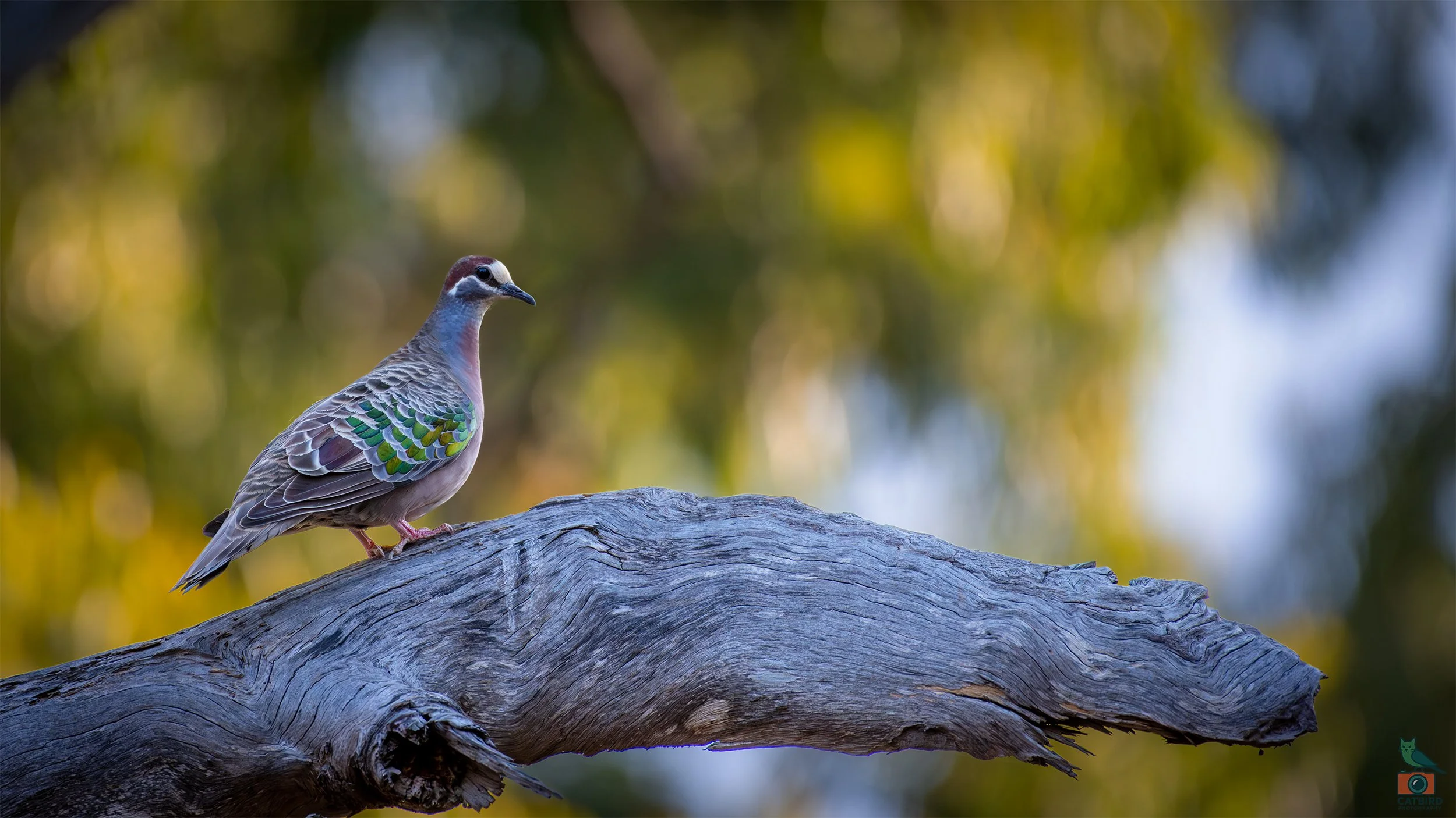 Common Bronzewing, Belair National Park, SA, Australia. January 2026.