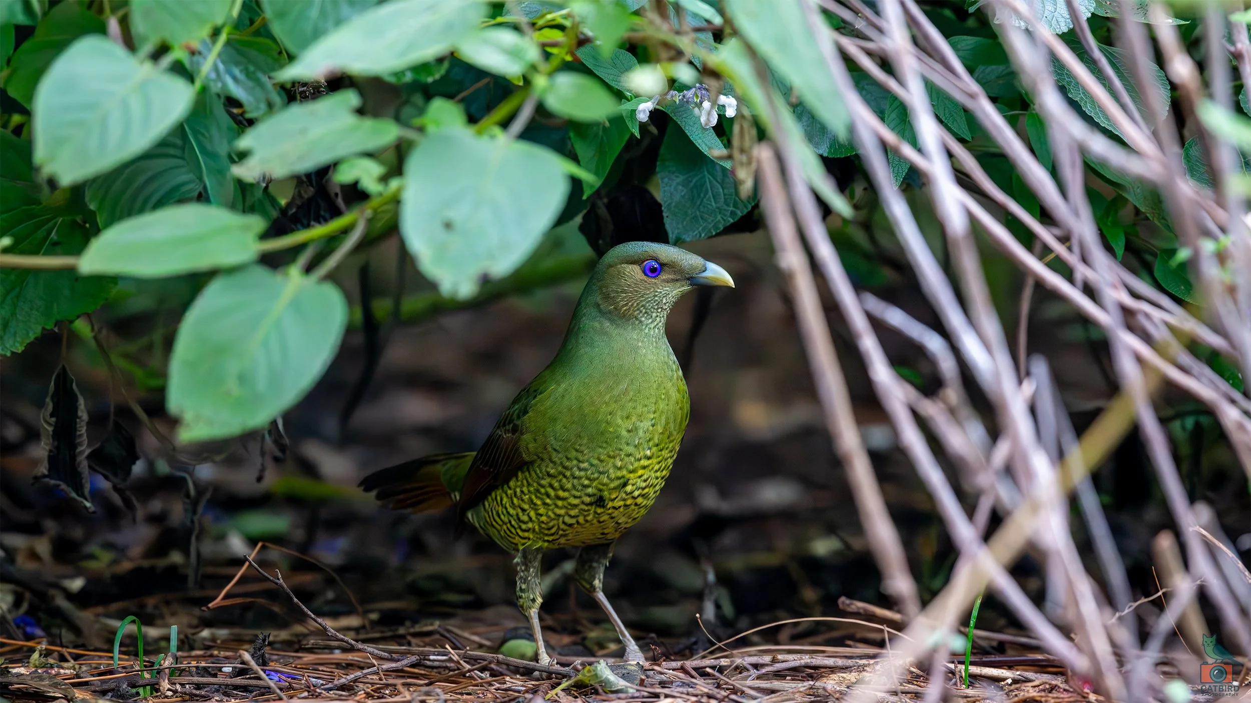 Satin Bowerbird (Female), Wollongong, NSW, Australia. April 2025.