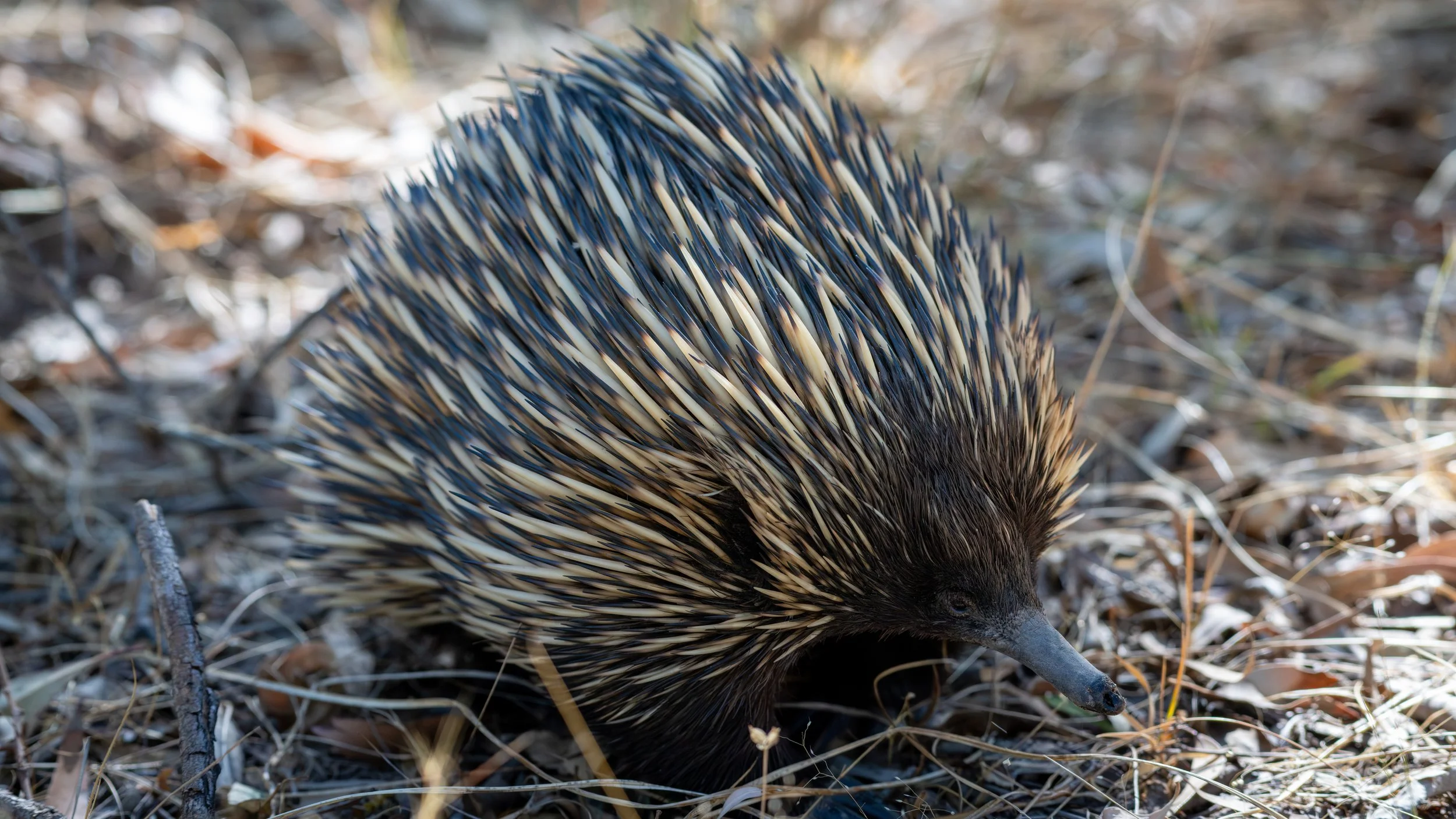 Echidna, Belair National Park, SA, Australia. February 2026.