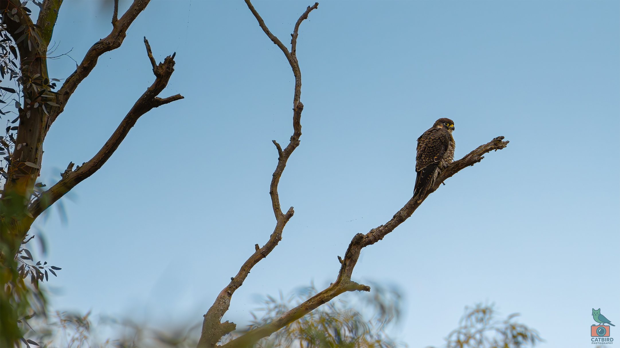 Peregine Falcon, Laratinga Wetlands, SA, Australia. May 2026.