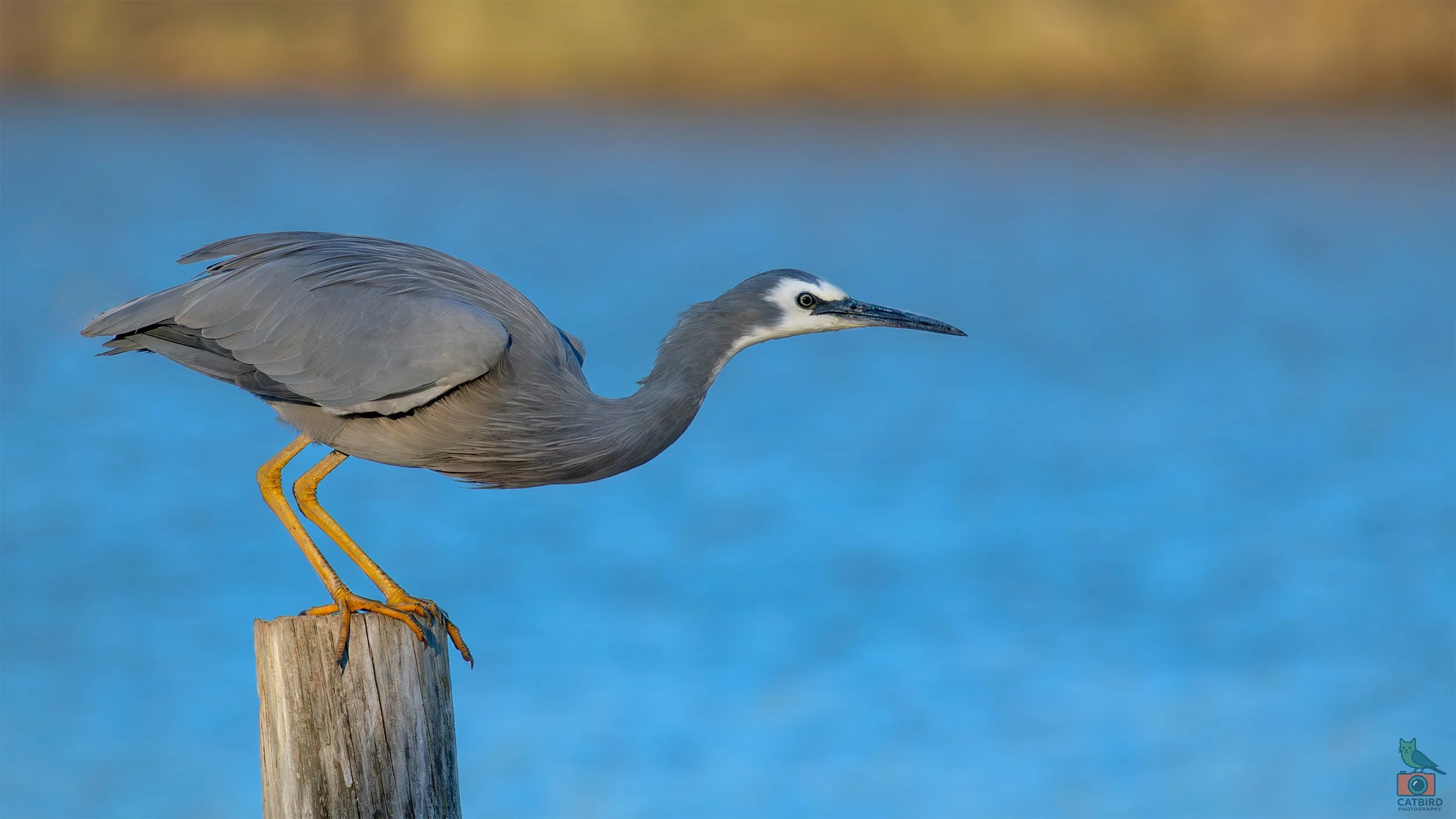 White Faced Heron, Greenfields Wetlands, SA, Australia. March 2025.