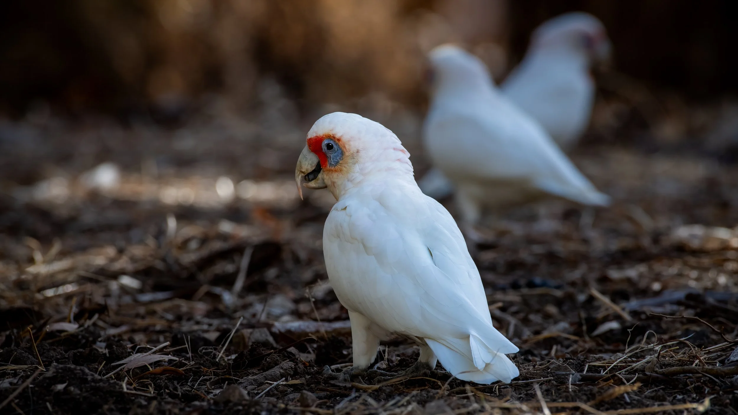 Long Billed Corella, Belair National Park, SA Australia. March 2025.