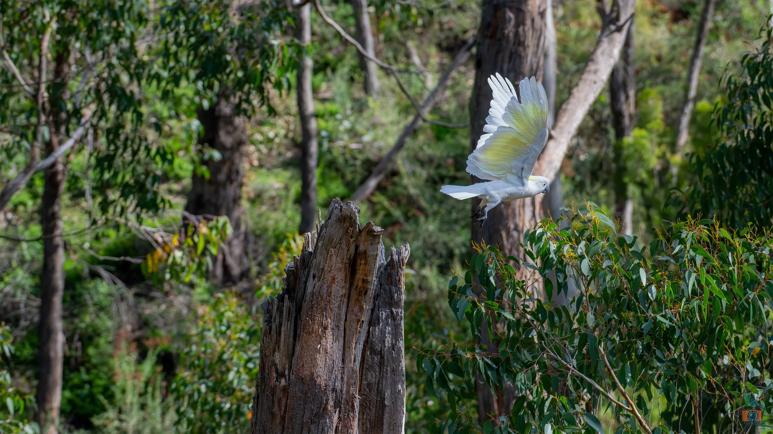 Sulphur Crested Cockatoo, Mt Lofty National Park, SA Australia. May 2026.