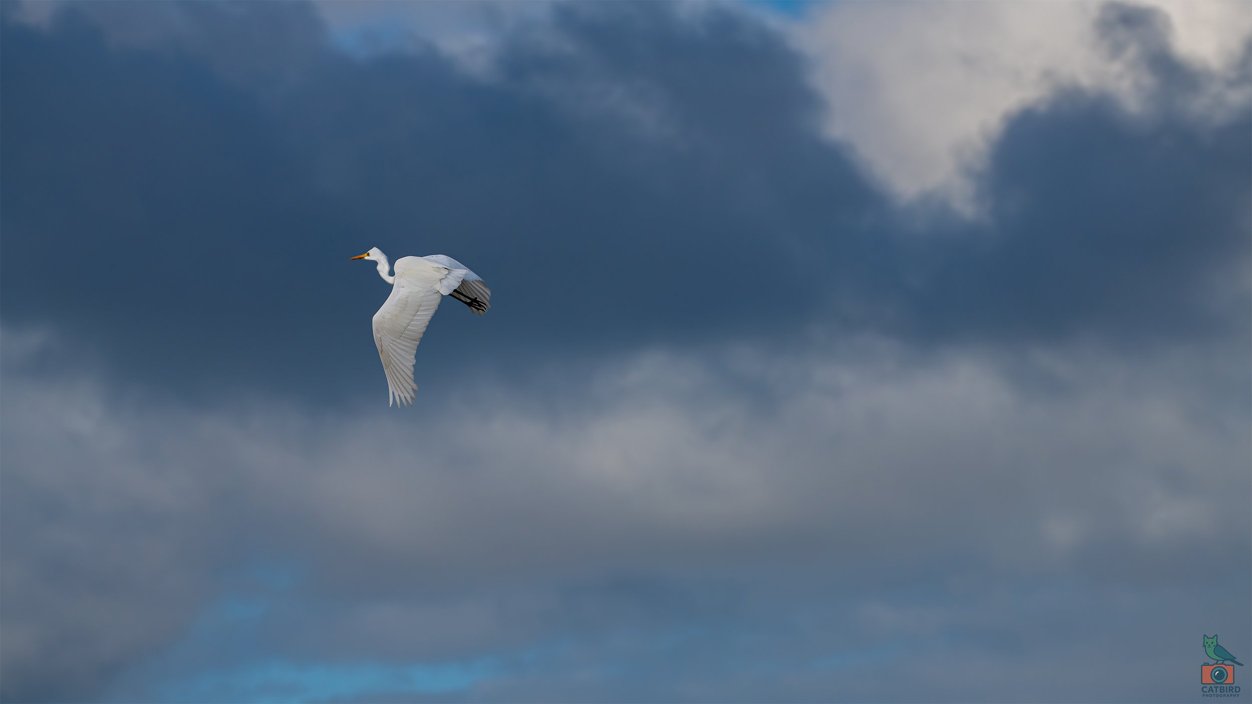Great Egret, Port Fairy, VIC, Australia. May 2026.