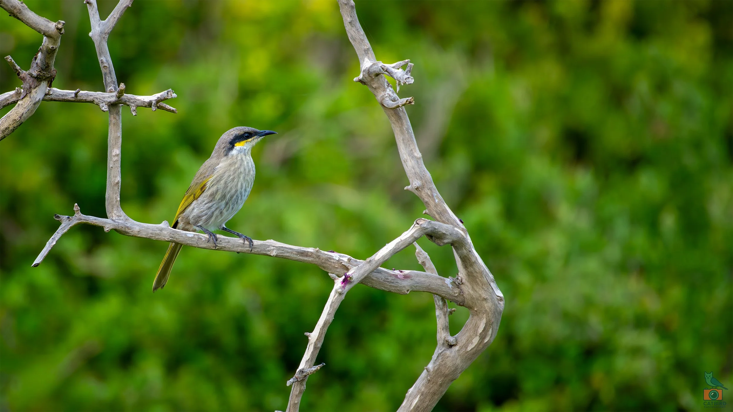 Singing Honey Eater, Port Fairy, VIC, Australia. May 2026.