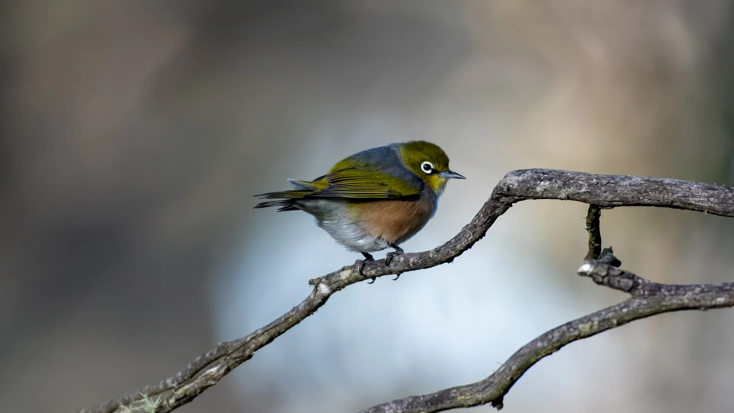 Silvereye, Katoomba, NSW, Australia. April 2025.