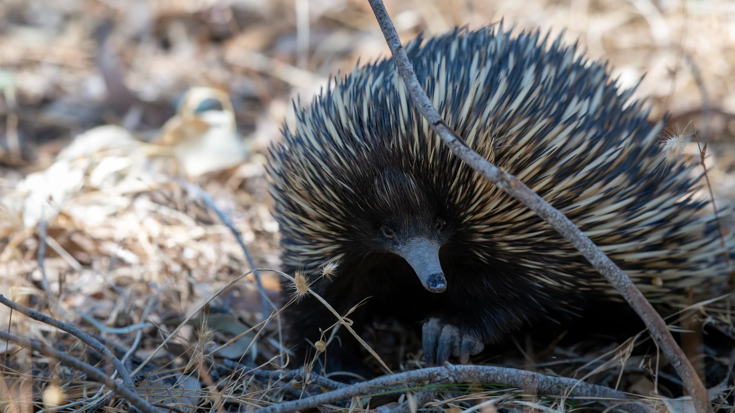 Echidna, Belair National Park, SA, Australia. February 2026.