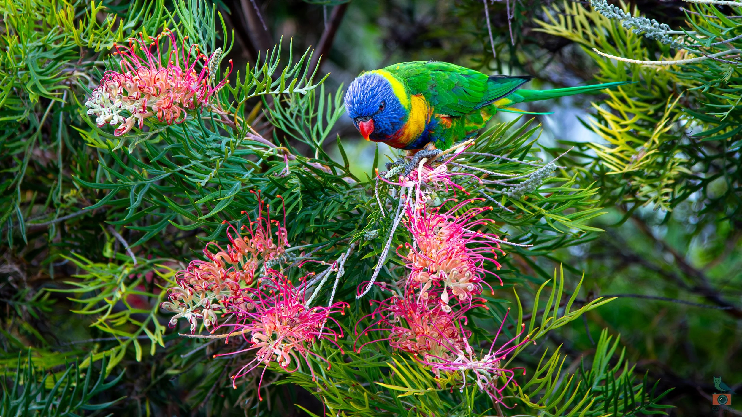 Rainbow Lorikeet, Glenelg North, SA, Australia. January 2025.
