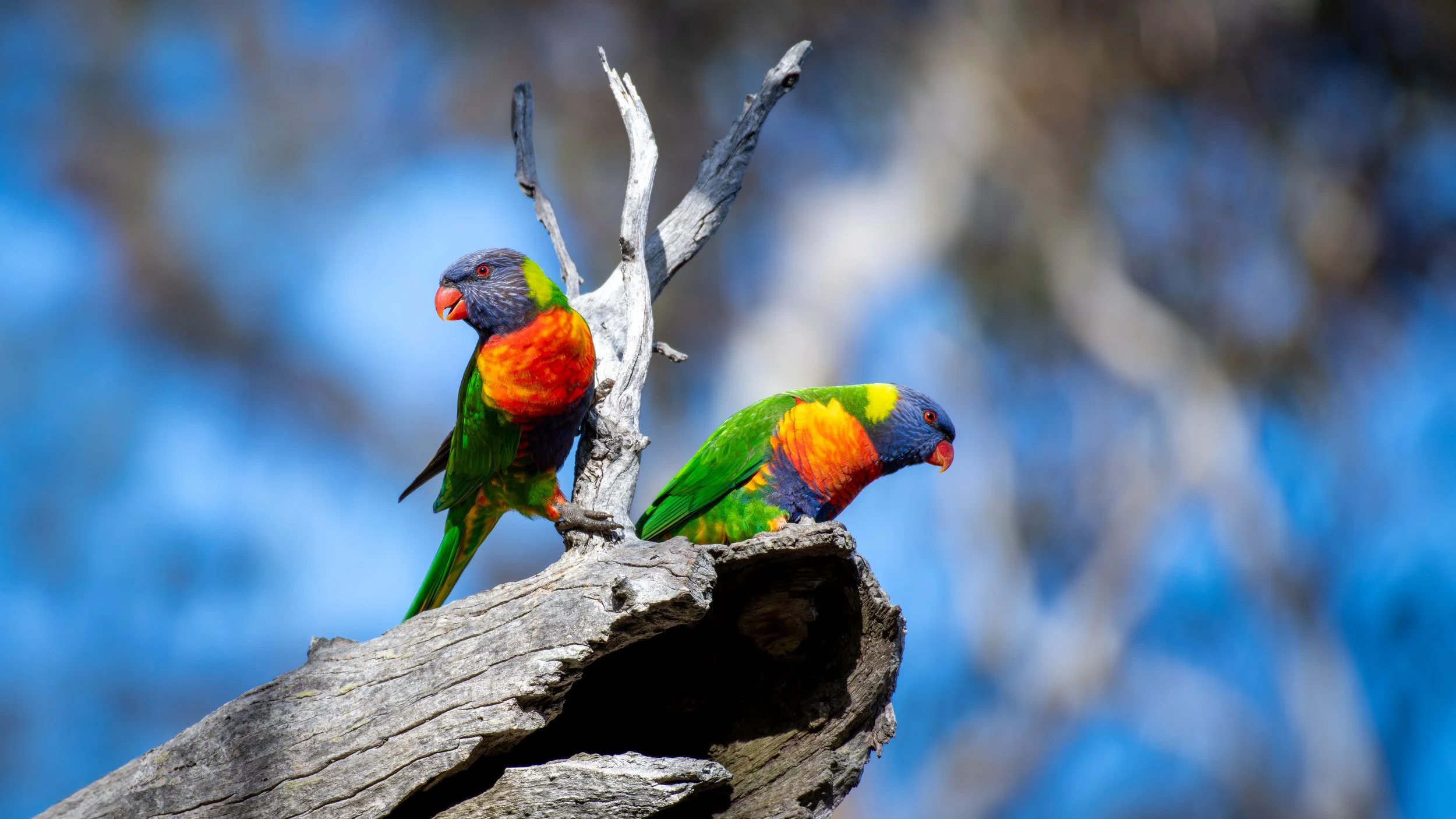 Rainbow Lorikeet, Belair National Park, SA, Australia. July 2025.