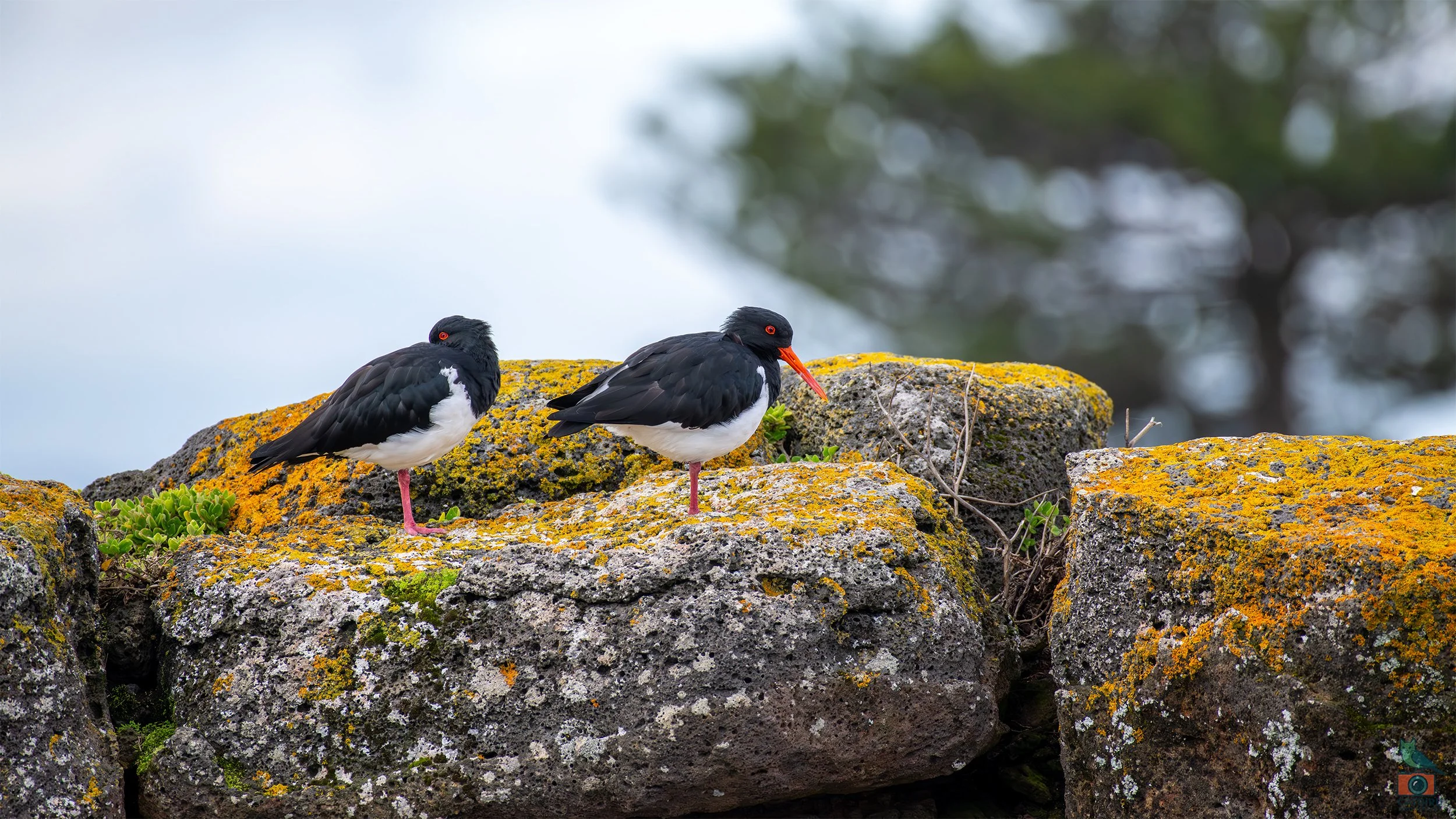 Pied Oyster Catcher-2.jpg