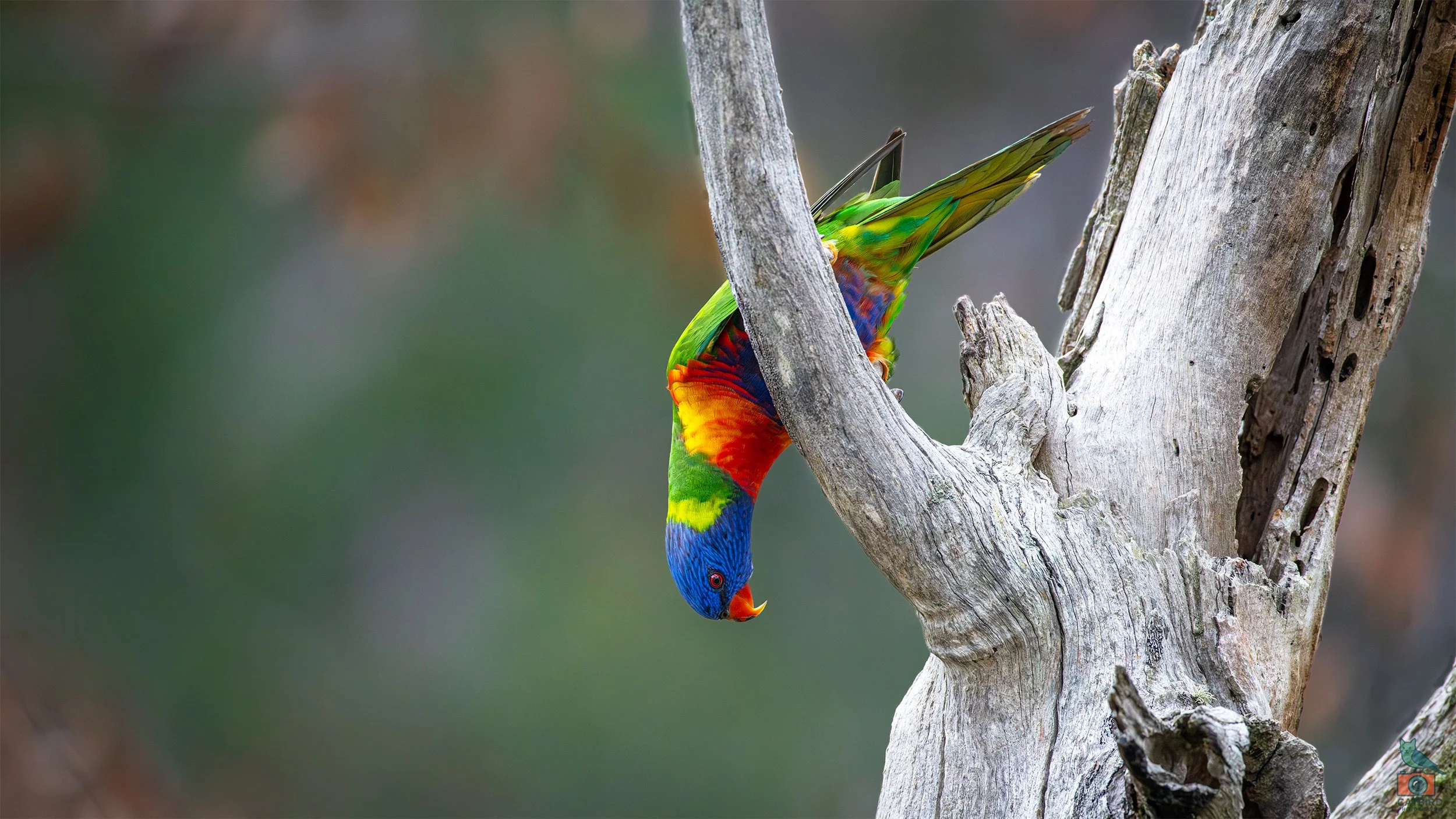 Rainbow Lorikeet, Mt Lofty National Park, SA Australia. May 2026.