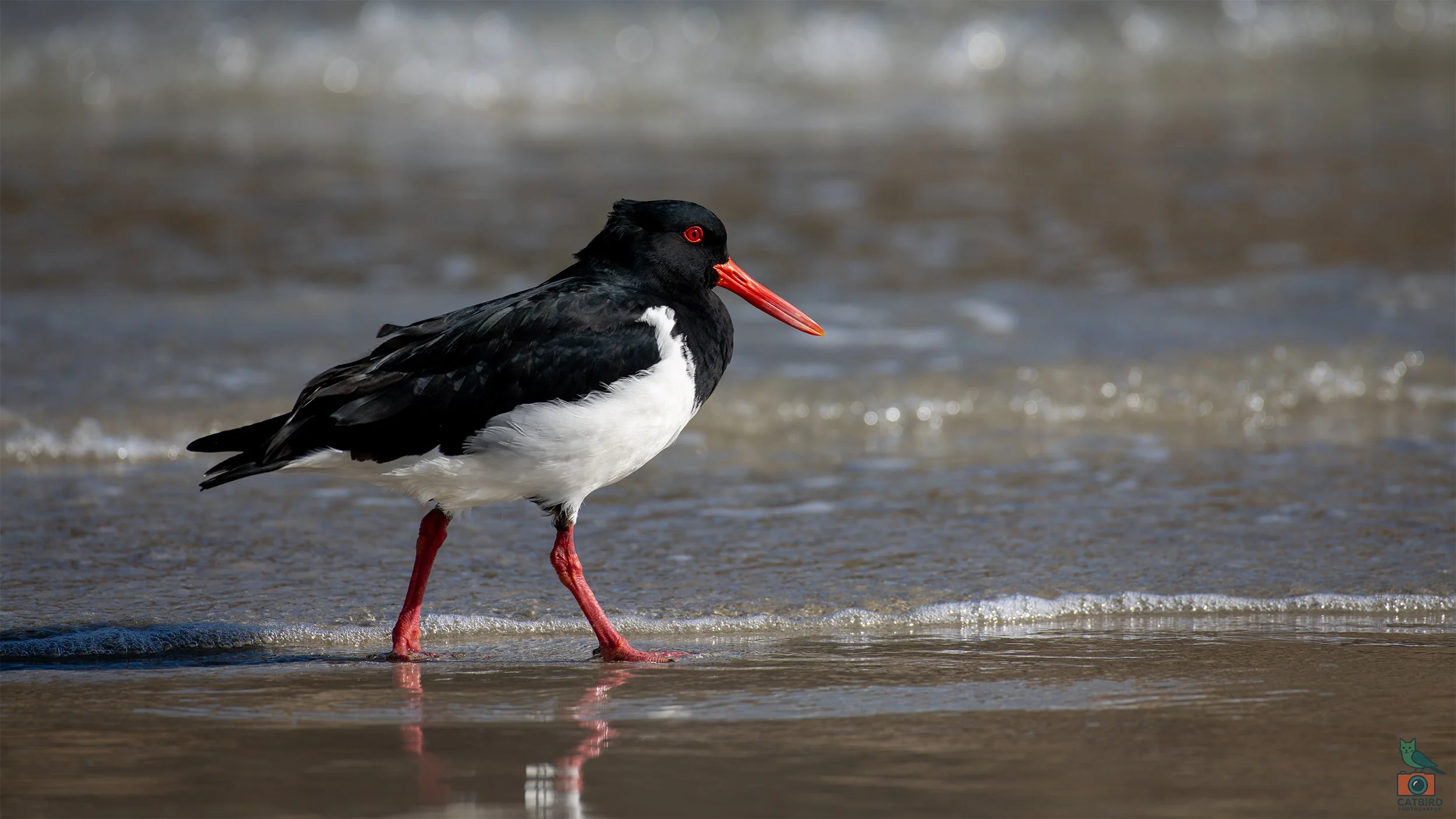 Pied Oyster Catcher, Port Fairy, VIC, Australia. May 2026.