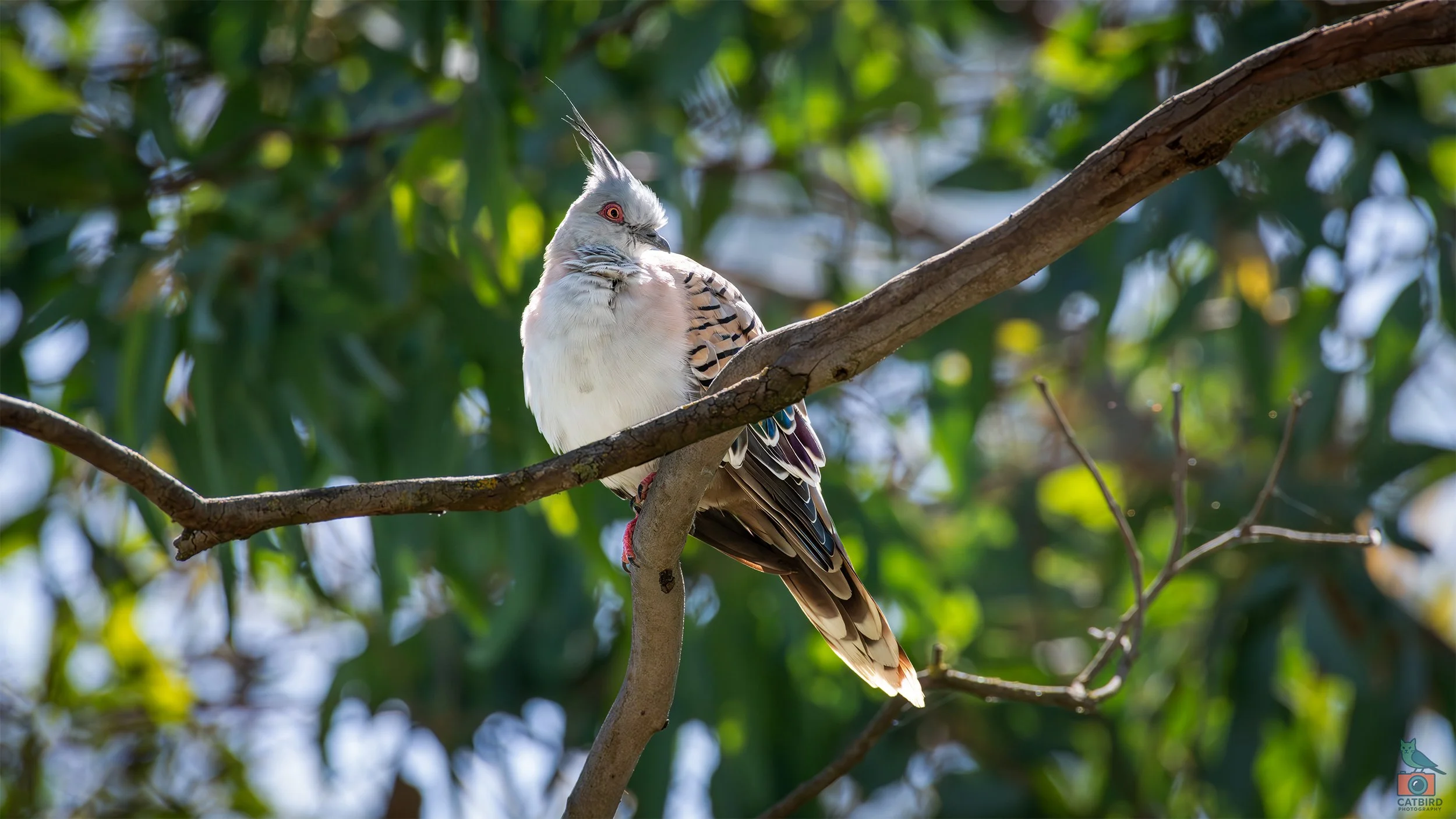 Crested Pidgeon, Mt Barker, SA, Australia. March 2026.