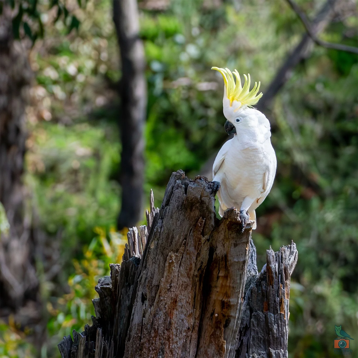 Sulphur Crested Cockatoo, Mt Lofty National Park, SA Australia. May 2026.