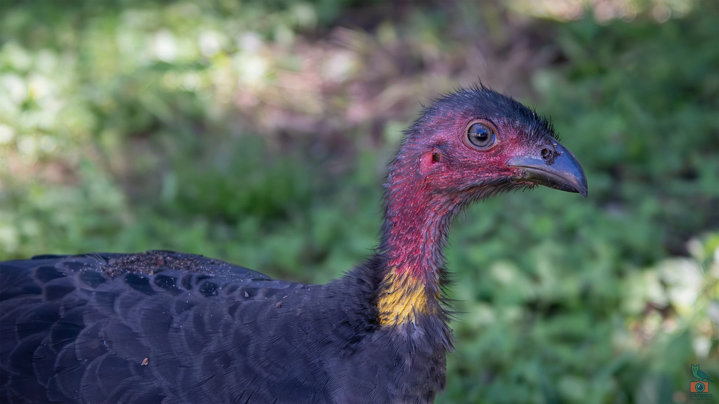 Brush Turkey, Brisbane, QLD, Australia. April 2025.