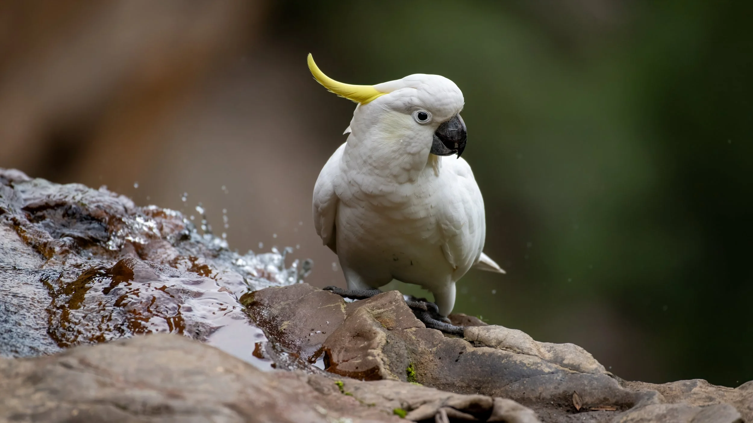 Sulphur Crested Cockatoo, Katoomba, NSW, Australia. April 2025