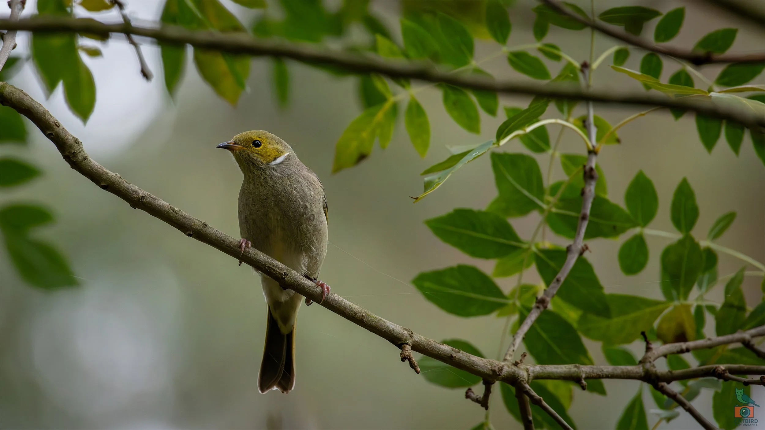 White Plumed Honey Eater, Laratinga Wetlands, SA, Australia. May 2026.