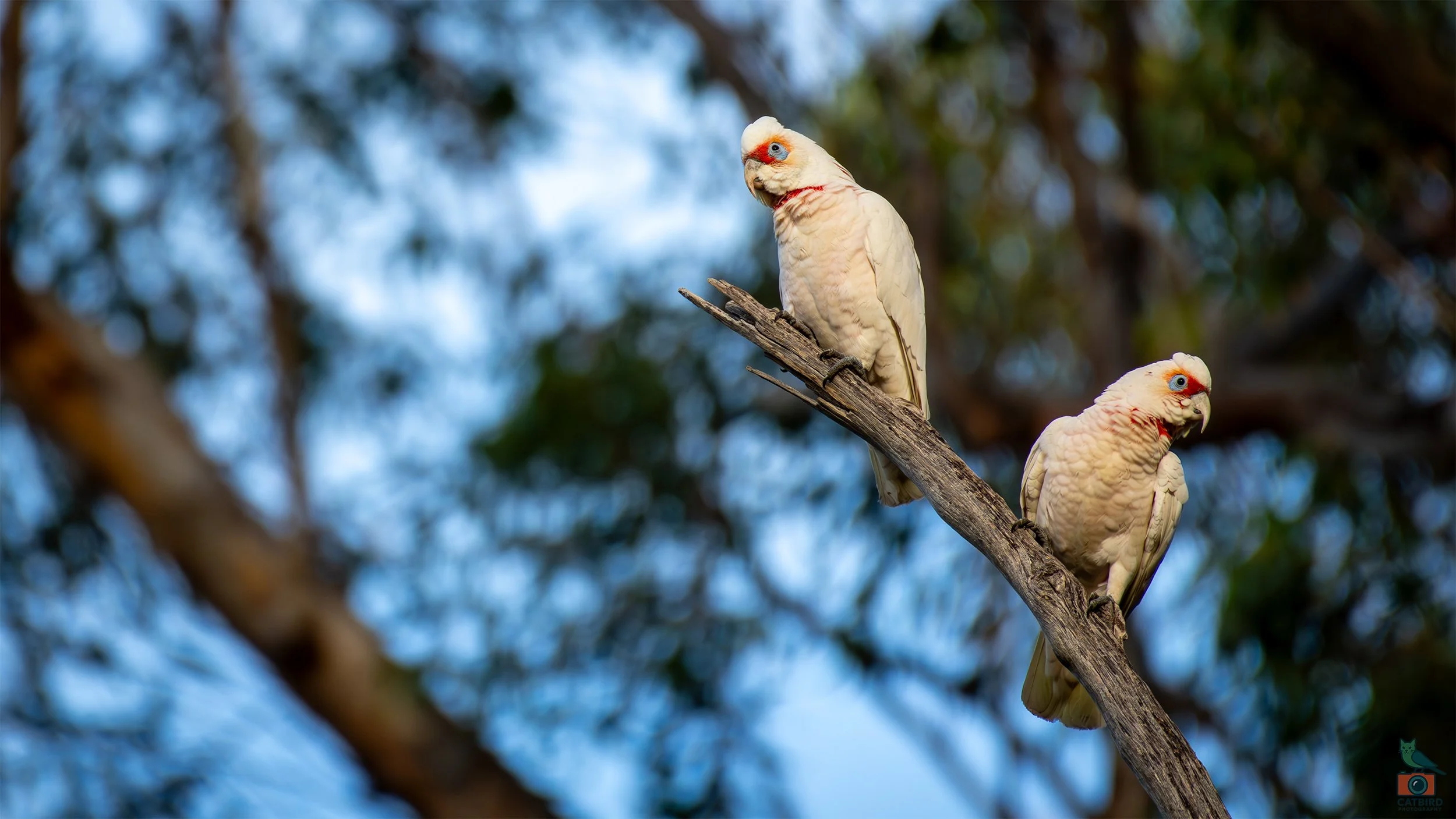 Long Billed Corella, Belair National Park, SA, Australia. July 2025.