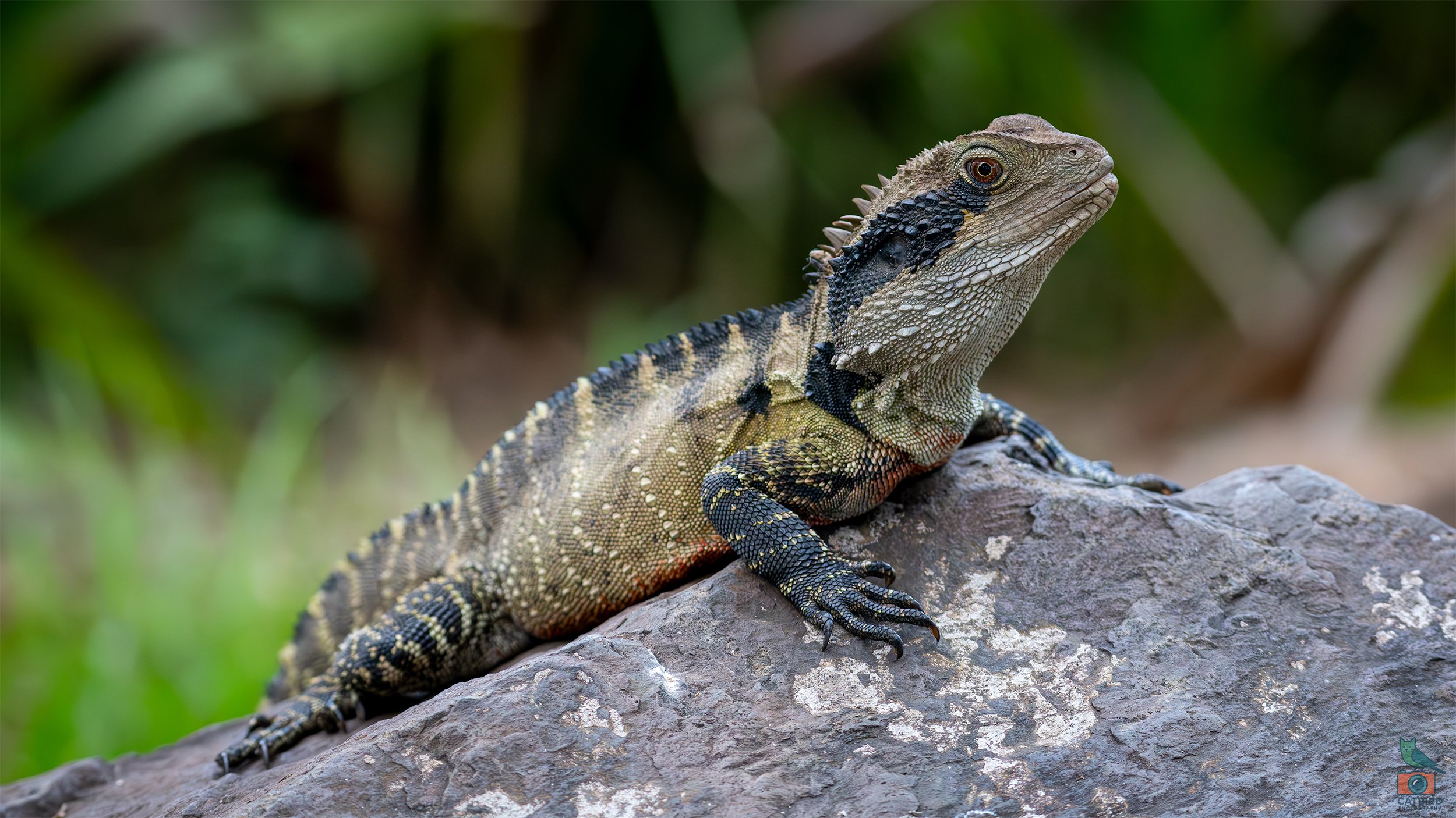 Eastern Water Dragon, Wollongong, NSW, Australia. April 2025.