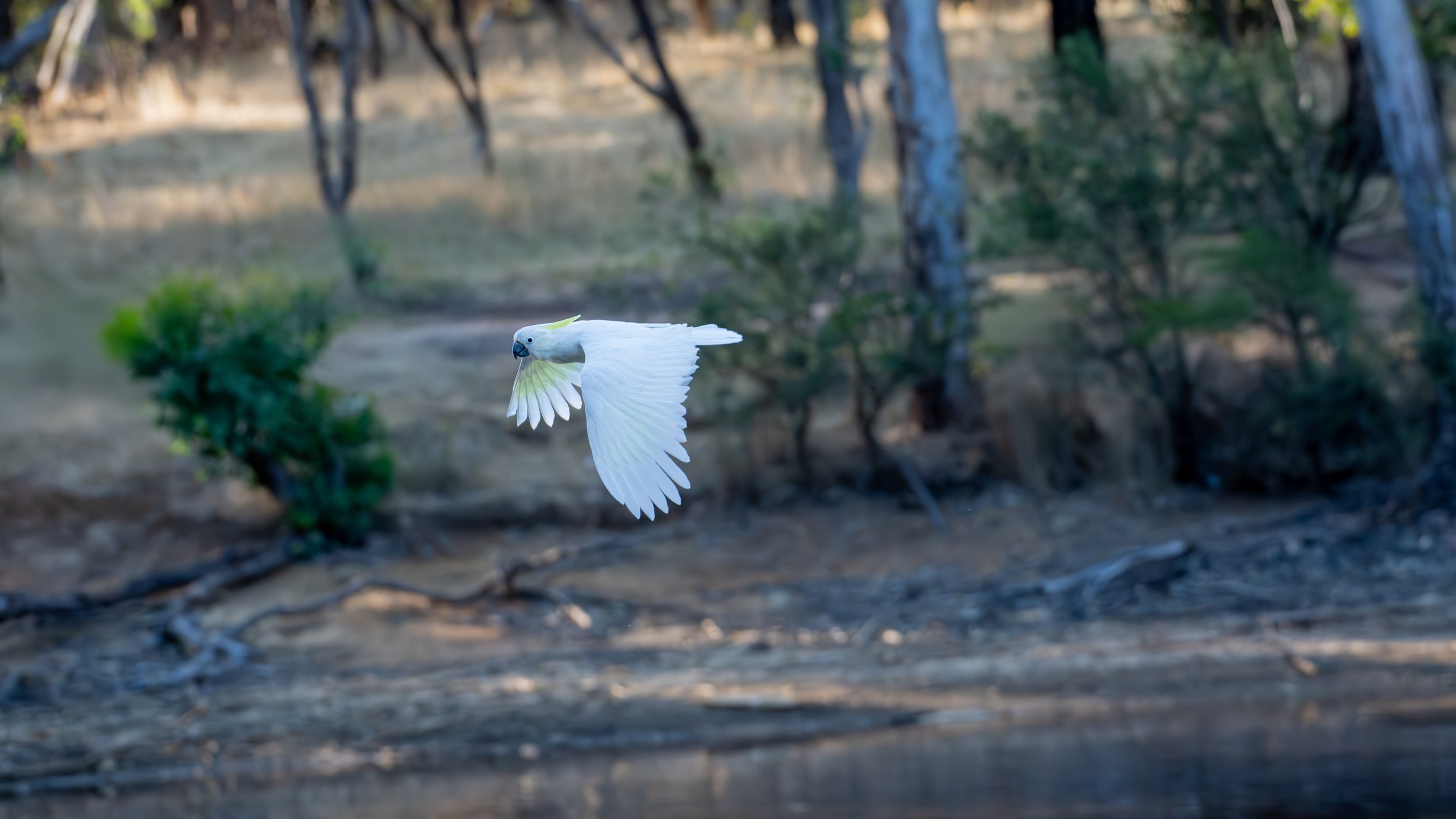 Sulphur Crested Cockatoo, Belair National Park, SA, Australia. February 2026.