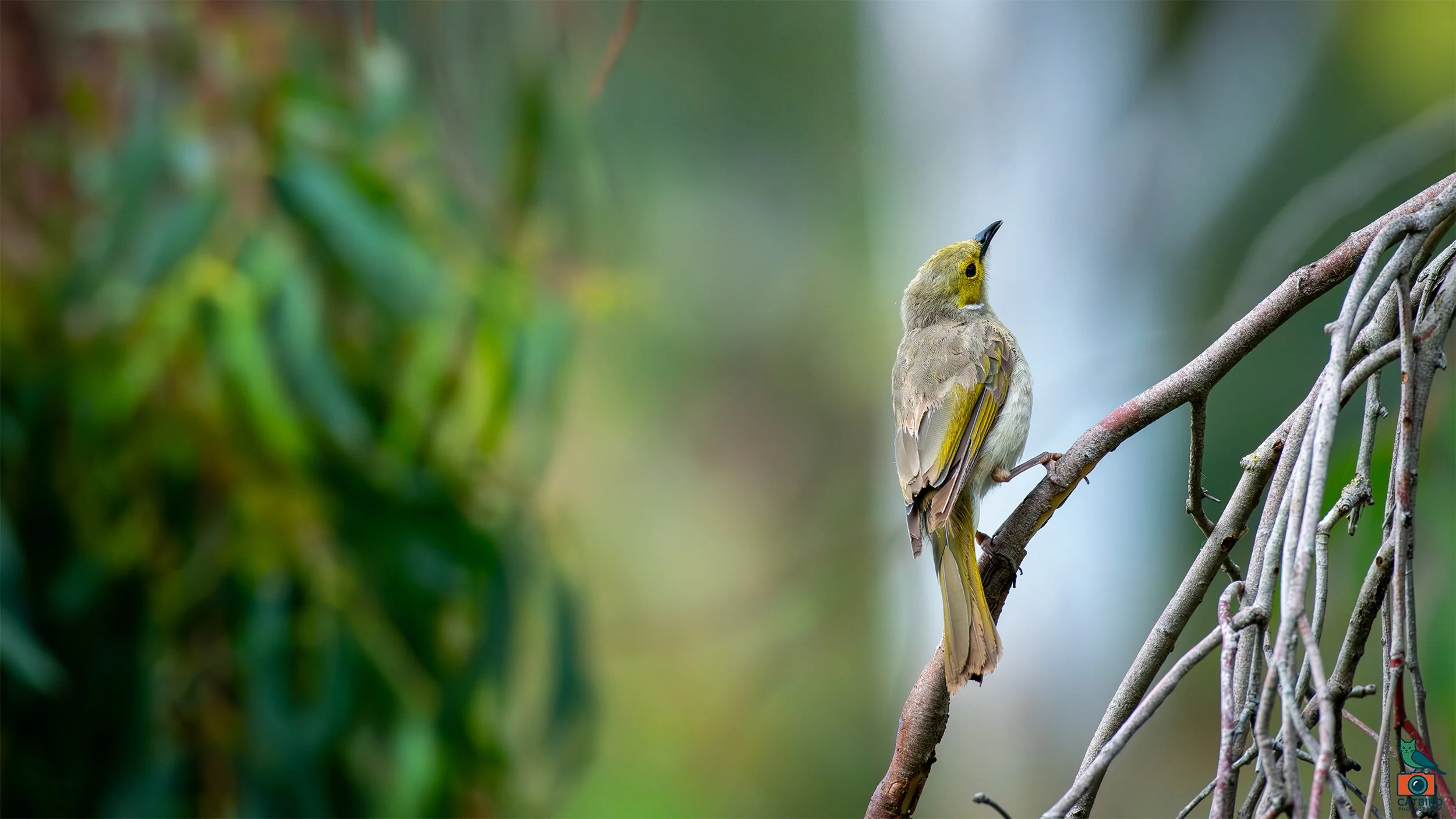 White Plumed Honey Eater, Laratinga Wetlands, SA, Australia. February 2026.