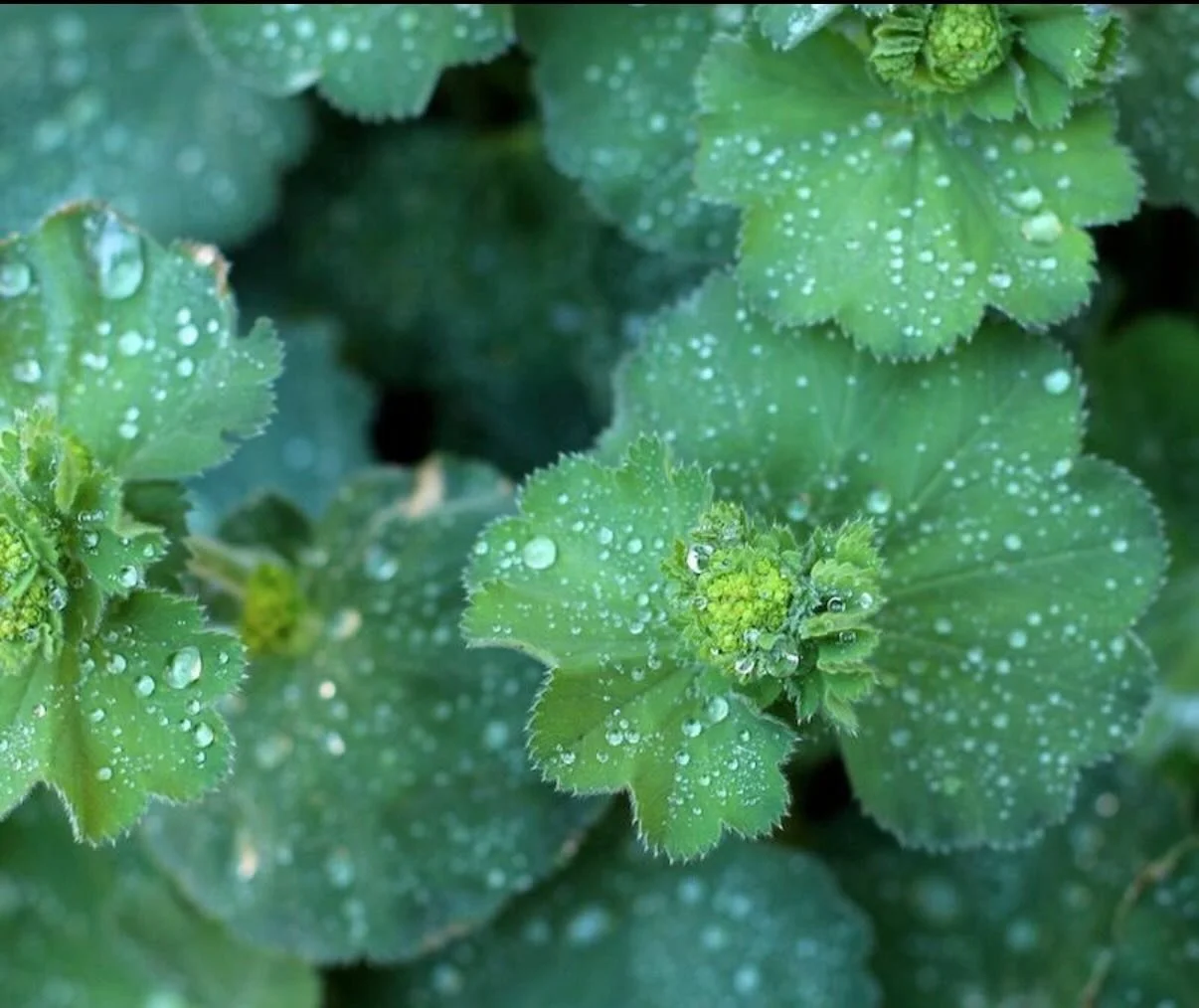 January&rsquo;s medicinal plant - Alchemellia vulgaris

This little alchemist will grace us this month, through daily tastings, plant preparation, plant sits/meditation, studying the botany, chemistry, energetics, actions, organ system affinities, an