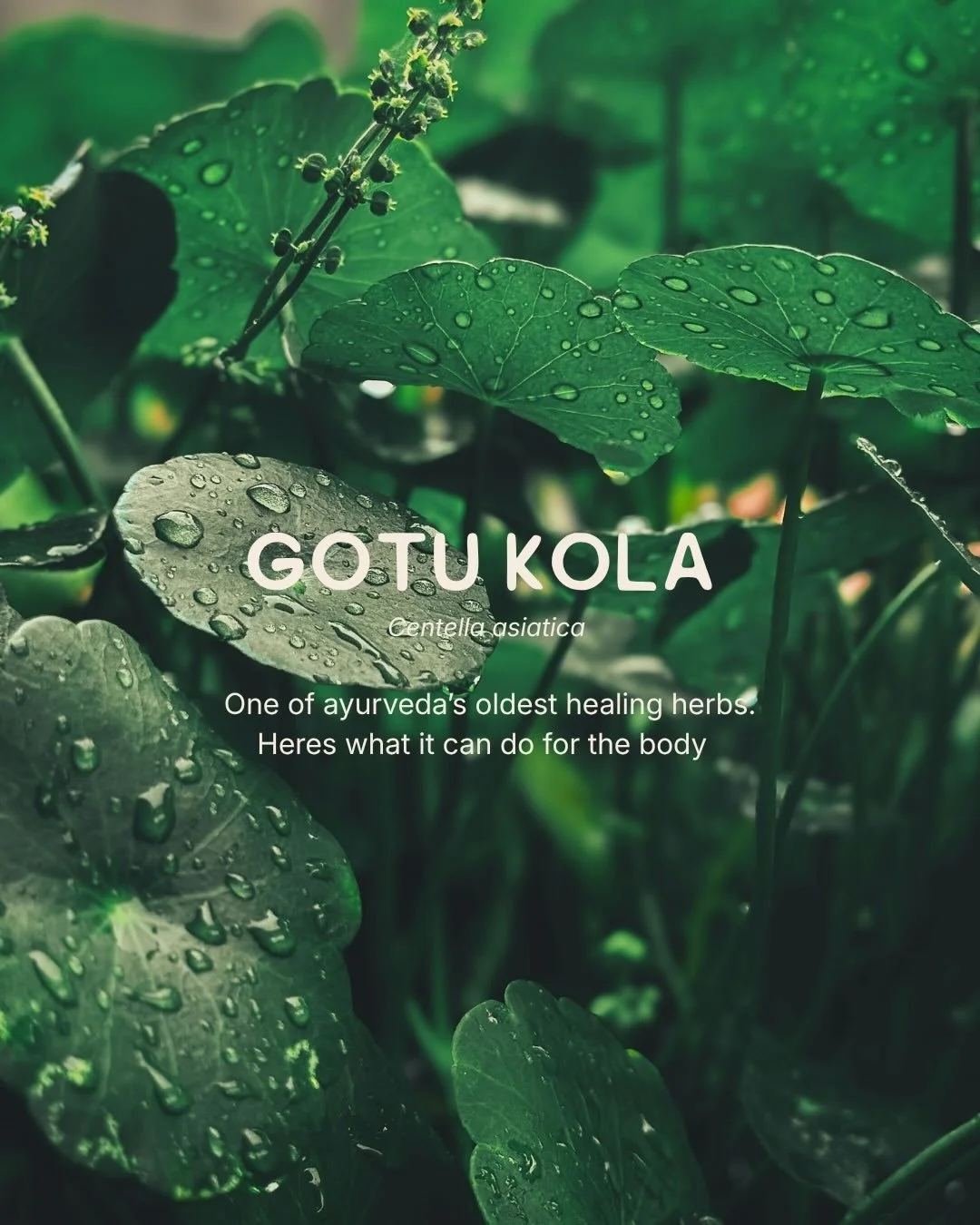 Gotu Kola has been revered in healing traditions for thousands of years, known for its powerful restorative and rejuvenating properties. We love incorporating this incredible herb into our work with patients, supporting the body&rsquo;s natural abili