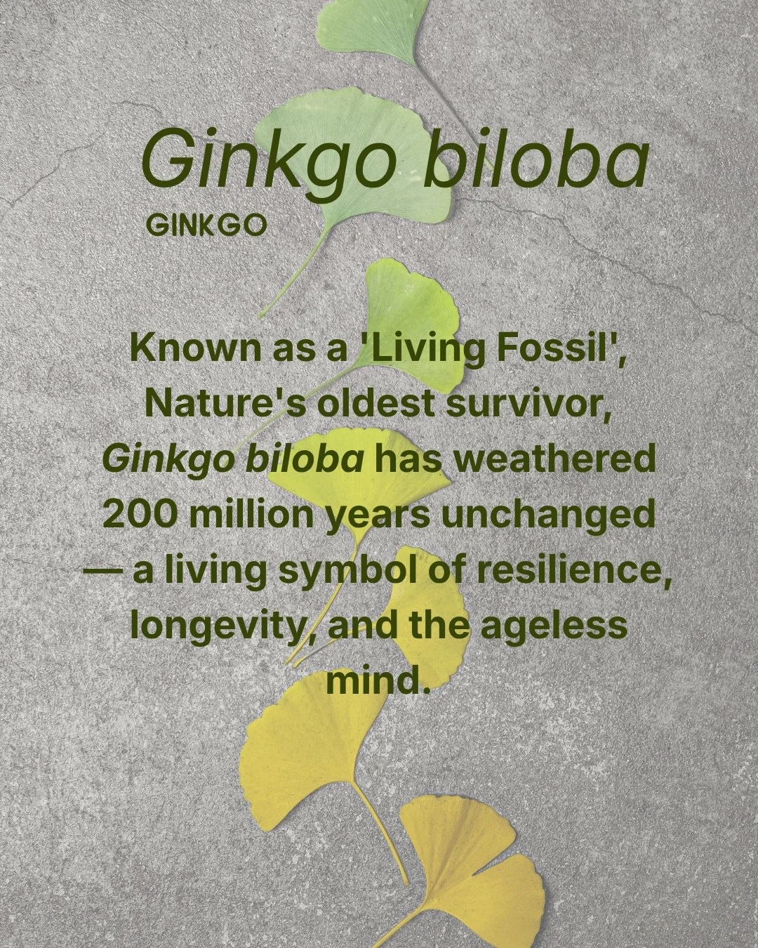 Ginkgo biloba is one of our favourite herbs to work with &mdash; supporting circulation, sharpening the mind, and protecting the brain as we age. We&rsquo;re weaving this powerful herb into our Longevity Blend, coming soon. 

#noosanaturopath #noosaa