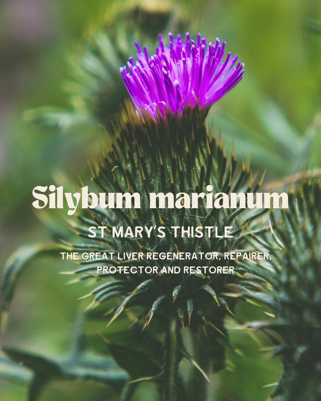.
Silybum Marianim, aka milk thistle, holy thistle, a herb deeply set into centuries of folklore, used by ancient Greek physicians to modern day herbalists for liver regeneration, repair, restoration and protection! 

Keep your peepers open for a new