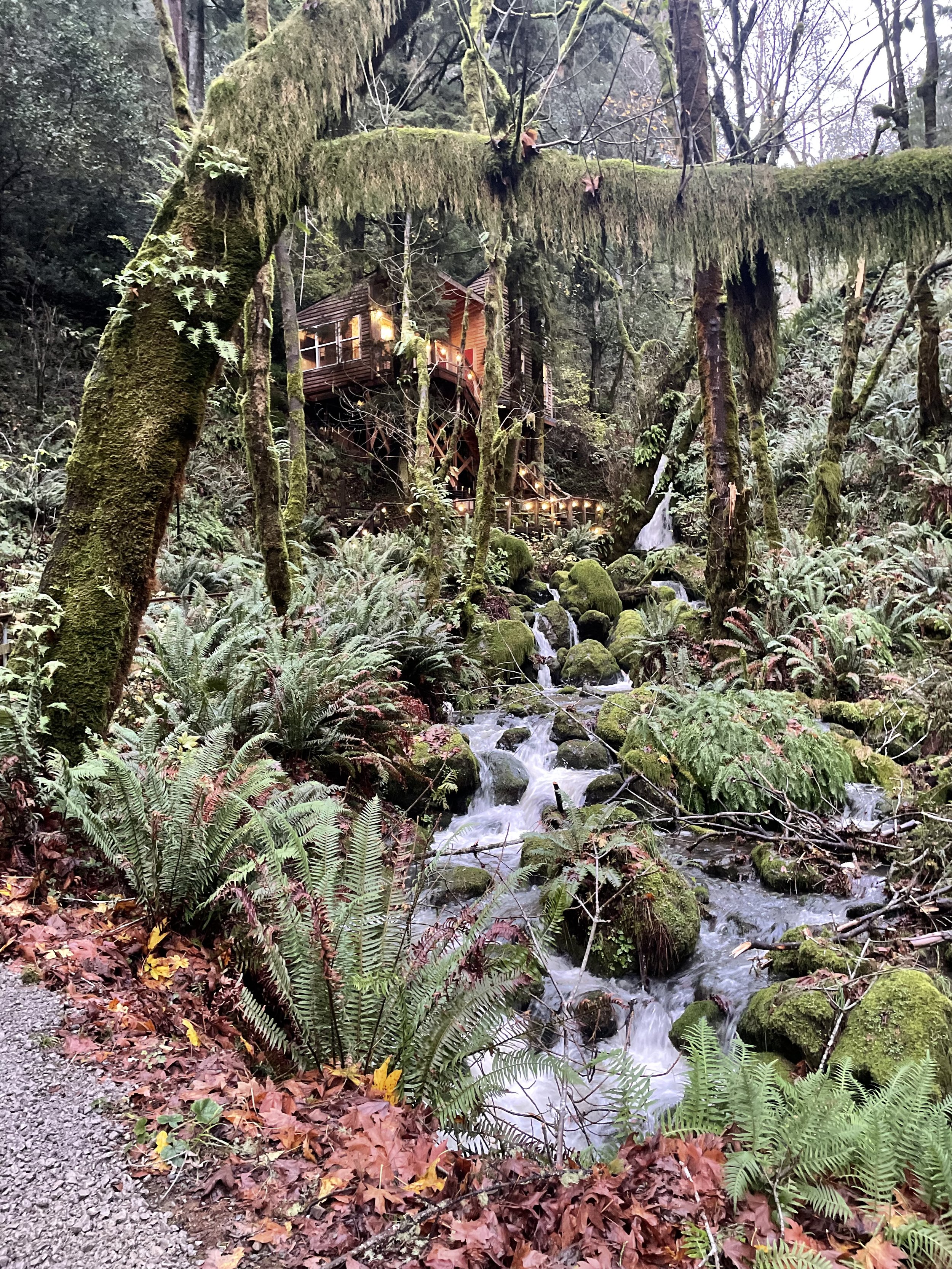 Escape #1: Treehouse in Middle Earth, Gold Beach, and is This a Dream