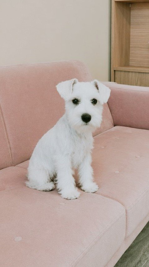 Schmusetuch-weißer Hund auf einem rosa Sofa