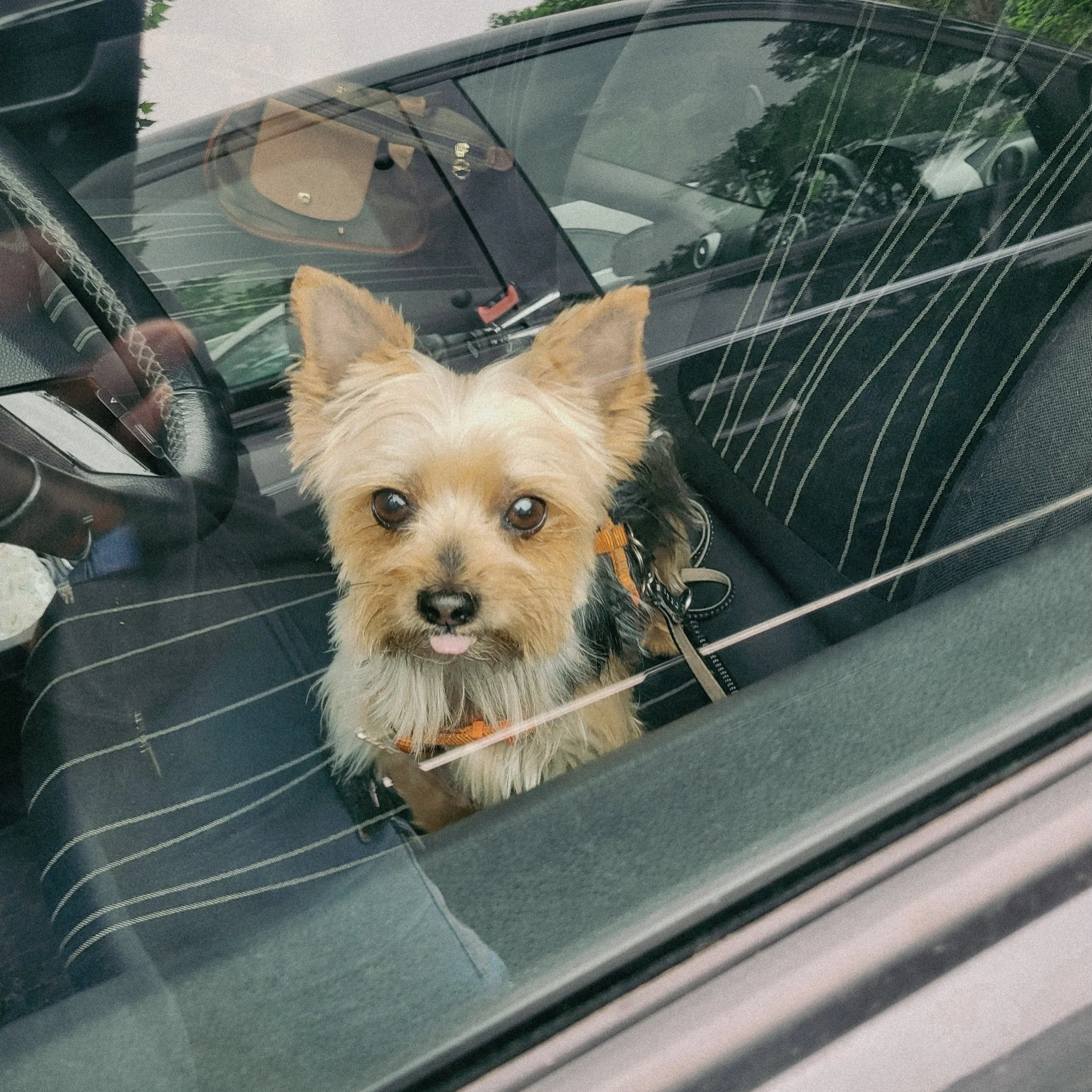 S&uuml;&szlig;e Daisy nach ihrem ersten Friseurbesuch bei uns 🧡

#hundefris&oslash;r #hund #yorkie