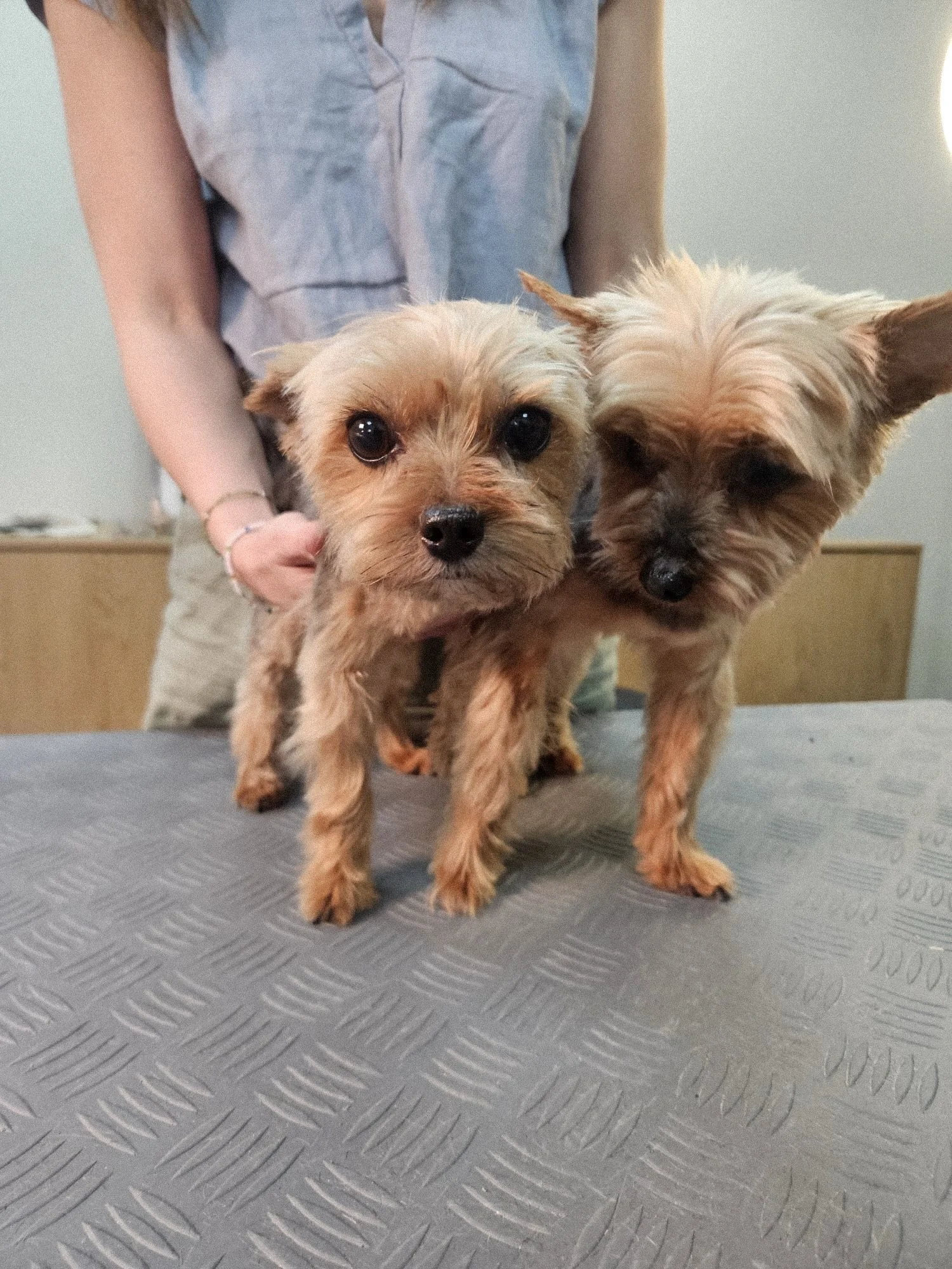 🤎 Klein wie Yorkies, loyal wie eine Mafia 😄Die zwei halten zusammen, egal was kommt. 🐶🐶

#yorkie #hundesalon #hundefris&oslash;r #neu_isenburg #hundeliebe