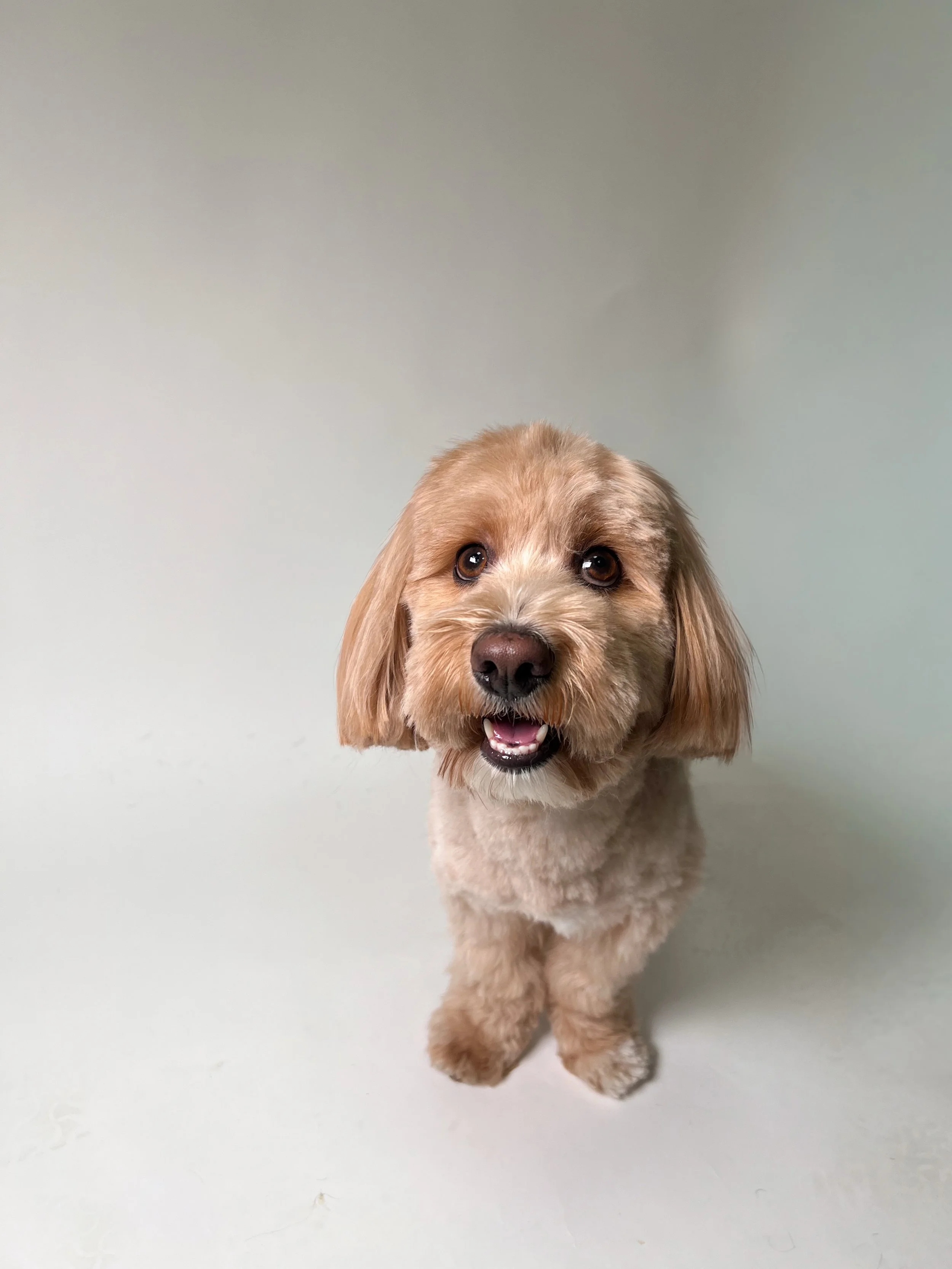 Copper&lsquo;s transformation &hellip;

Frisch geschnitten und doppelt so s&uuml;&szlig;. 🤎✂️

#hundesalon #hundefris&oslash;r #maltipoo #gravenbruch #neu_isenburg