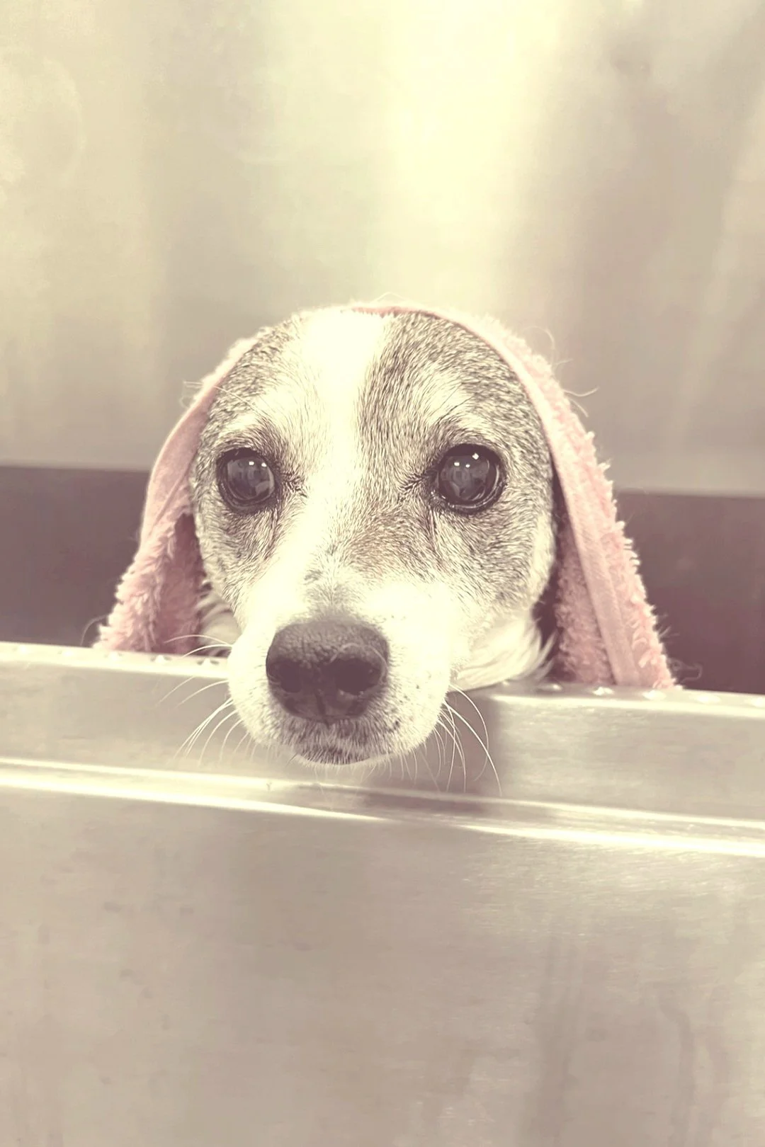 Hund mit rosa Handtuch auf dem Kopf, schaut aus einer Badewanne