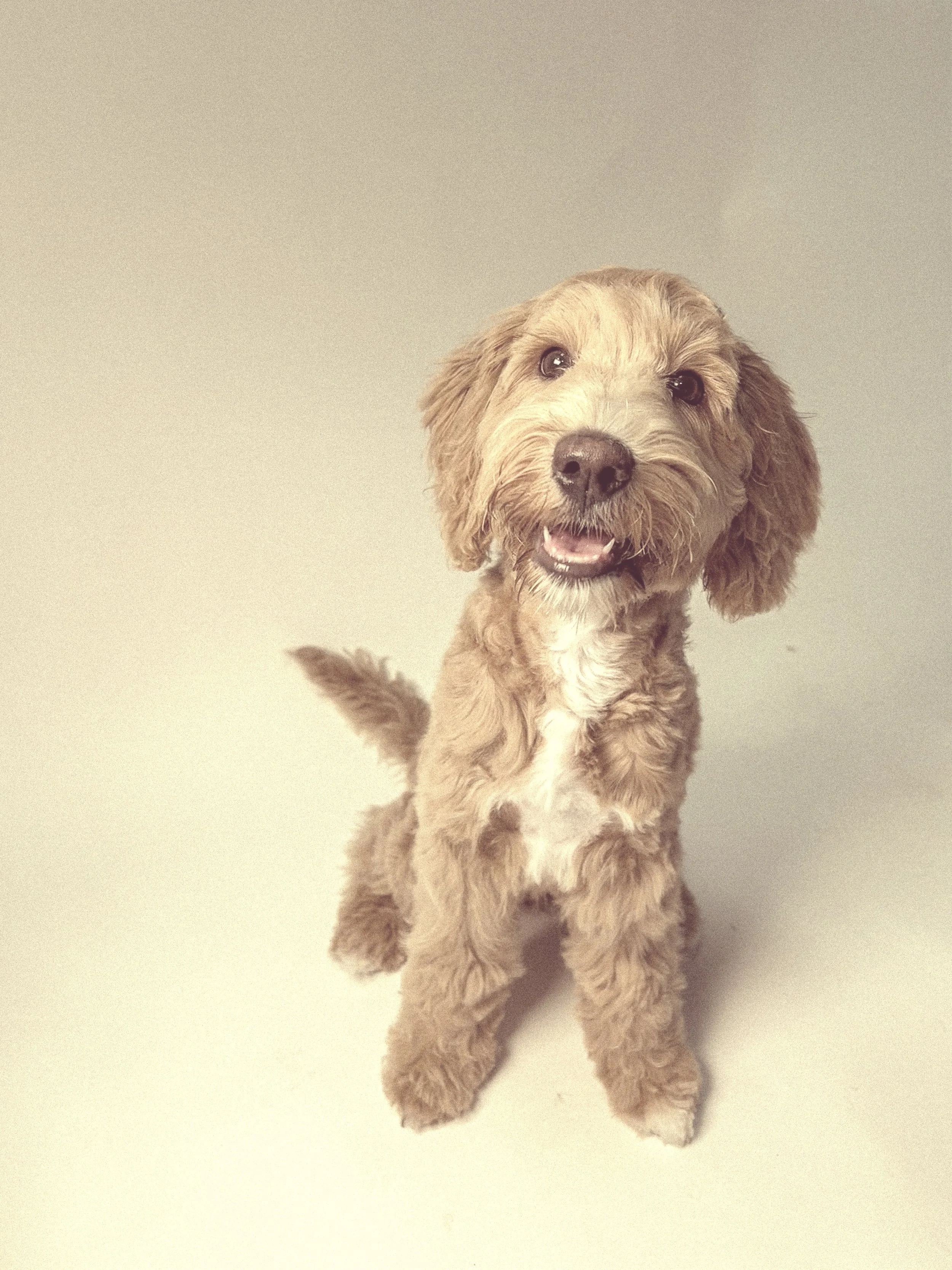 Niedlicher brauner Australian Labradoodle-Welpe mit lockigem Fell sitzt auf hellen Hintergrund und schaut freundlich in die Kamera.