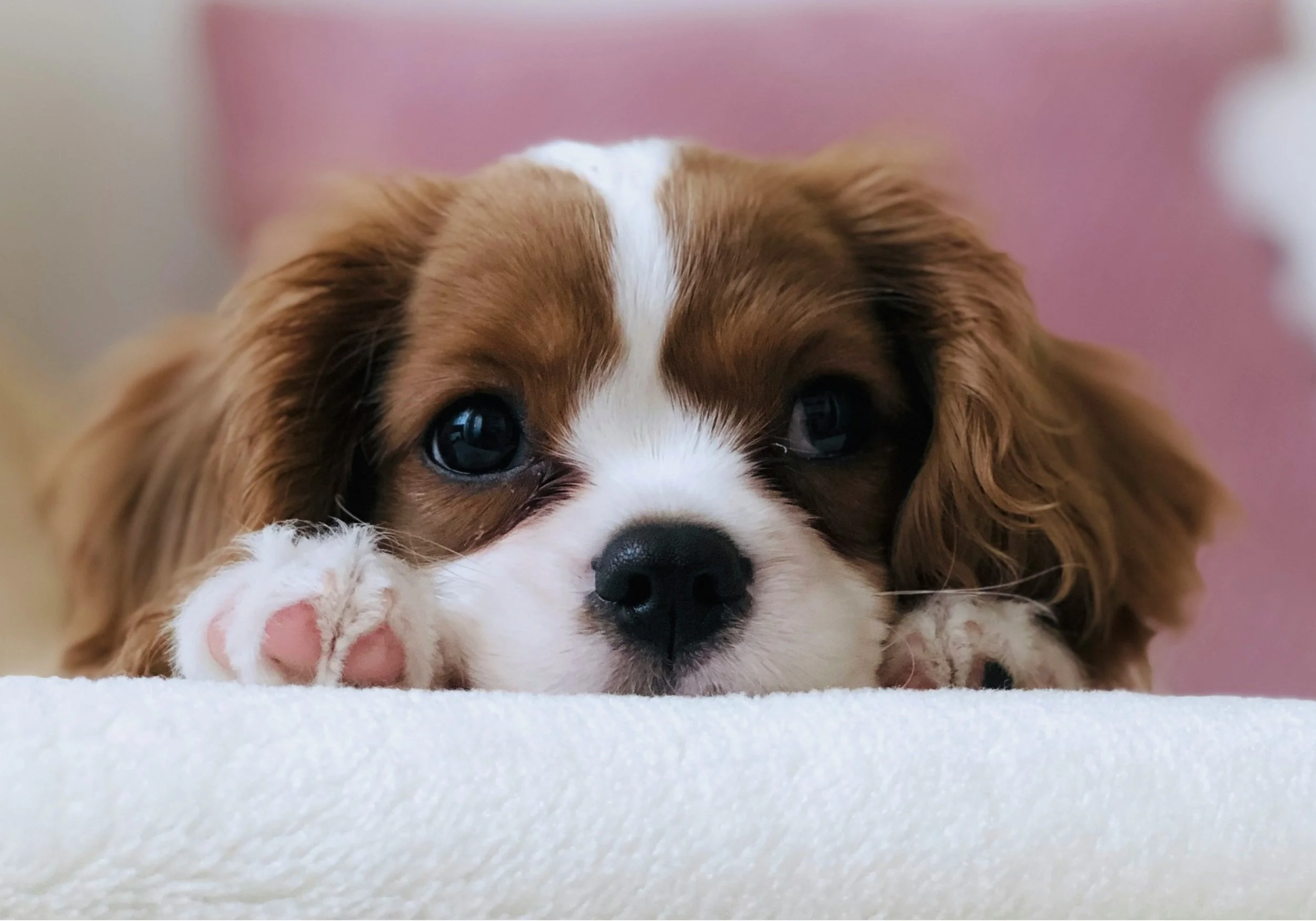 Niedlicher Welpe mit braunem und weißem Fell liegt auf einem weißen Kuschelkissen