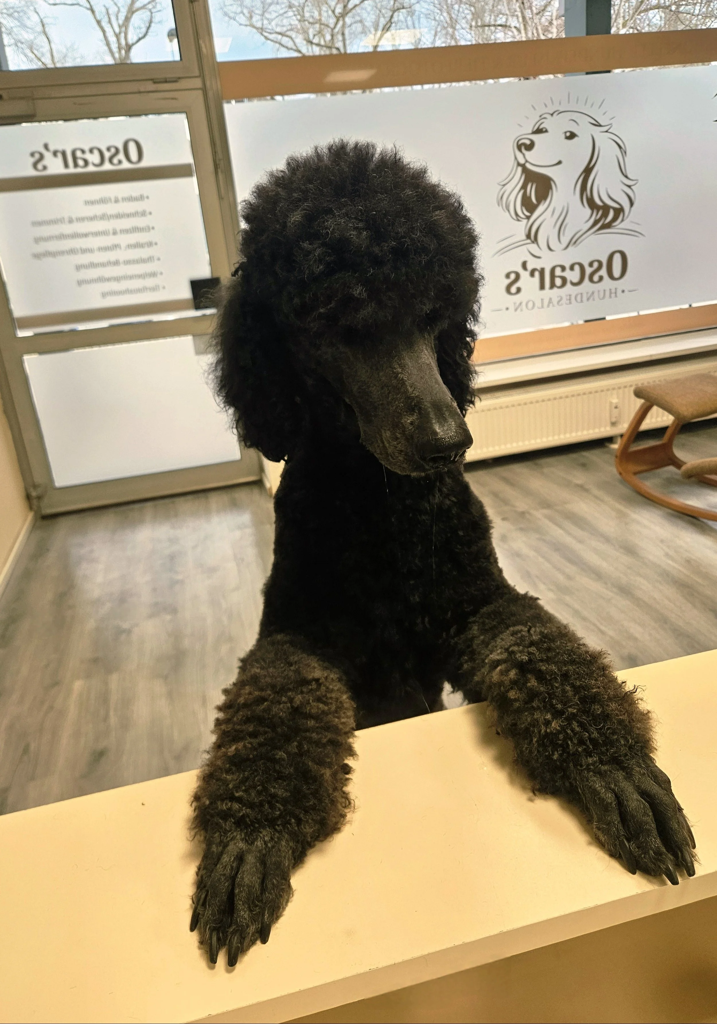 Ein großer schwarzer Pudel schaut über den Tresen und hat seine beiden Vorderpfoten auf der Theke. Im Hintergrund sieht man das Schaufenster mit dem Logo des Hundesalons.