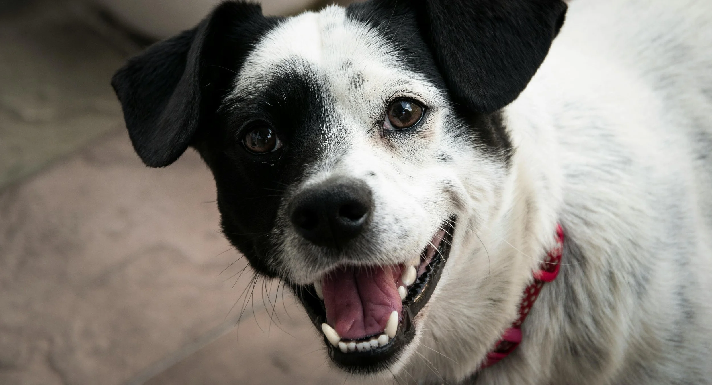 schwarz weiß gefleckter Hund streckt seine Zunge raus